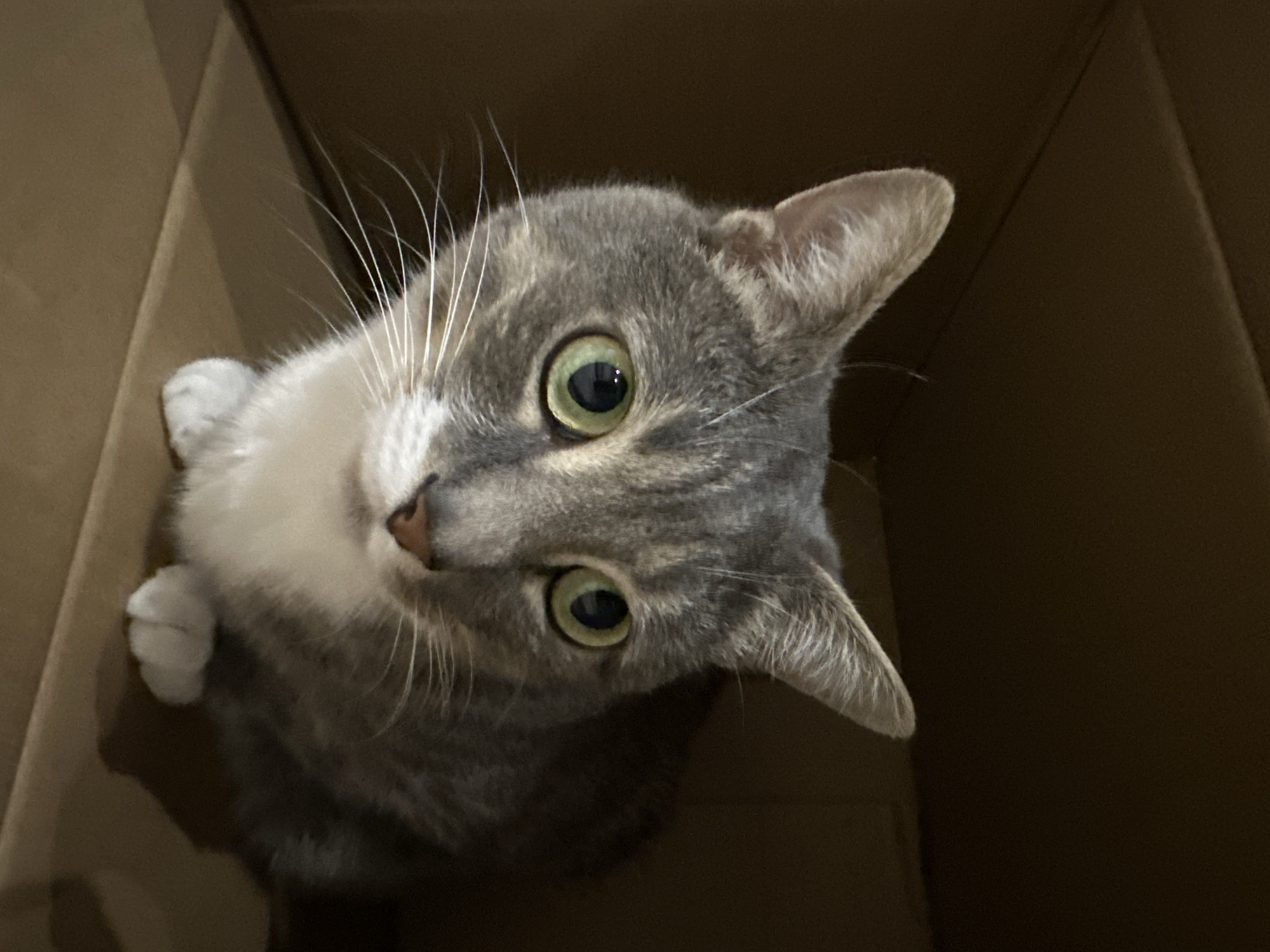 Cat photos and sunset cityscapes captured during evening hours