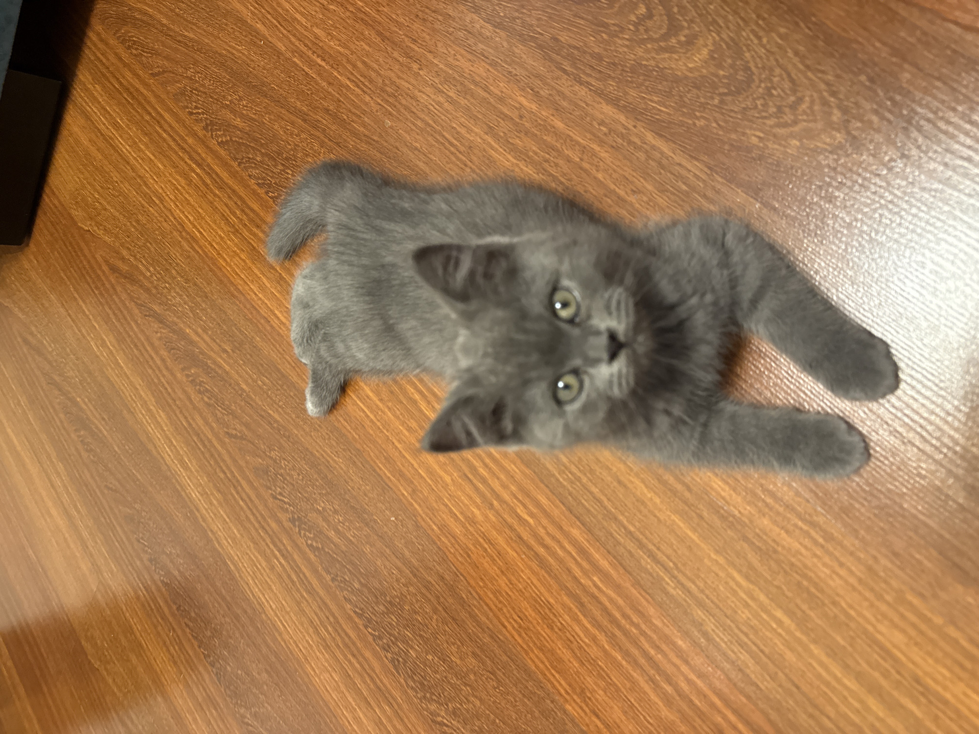 Gray kitten chilling on a wooden floor, full camera contact.