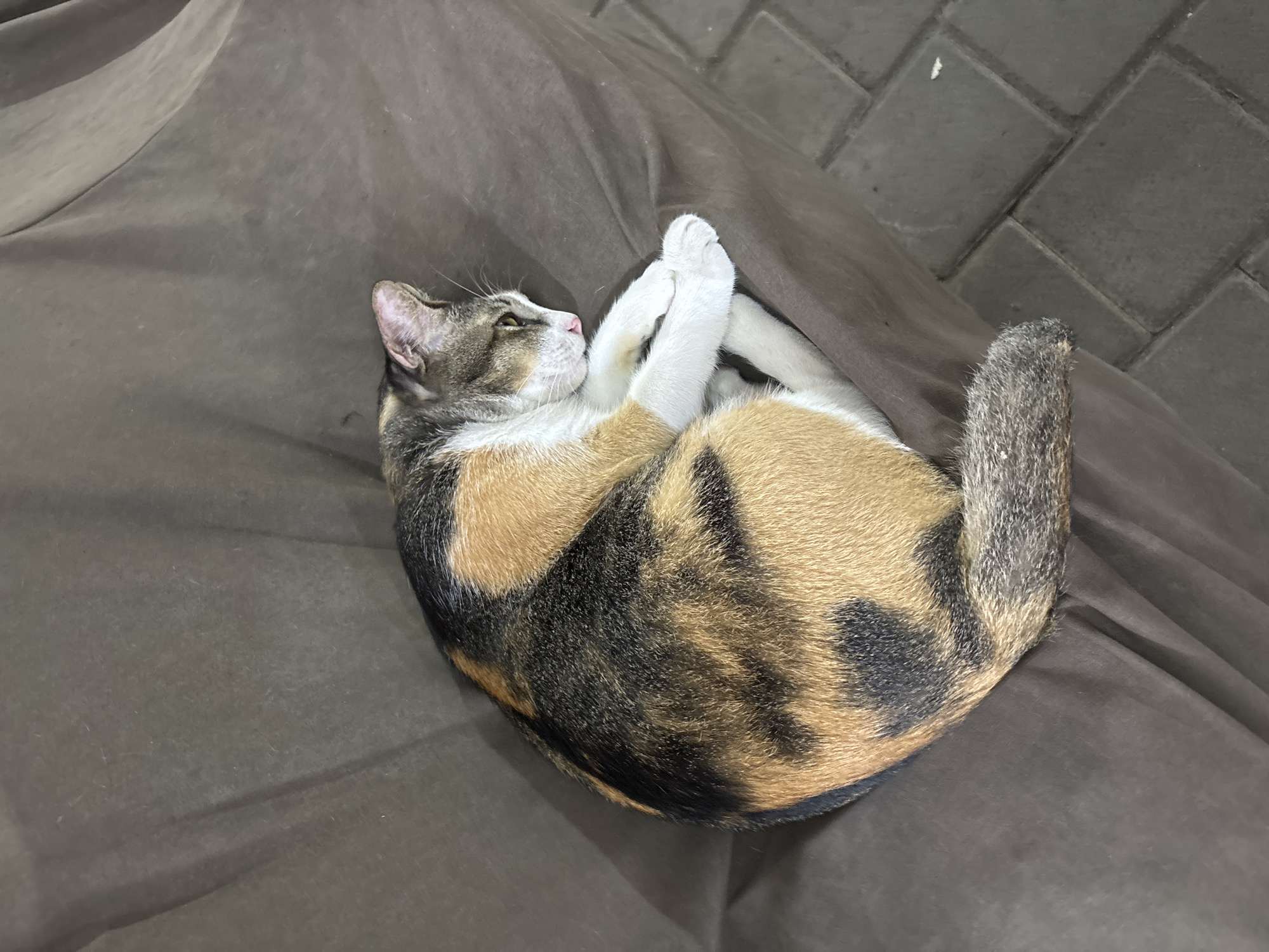 Morning coffee and calico cat captured in Kuta Selatan