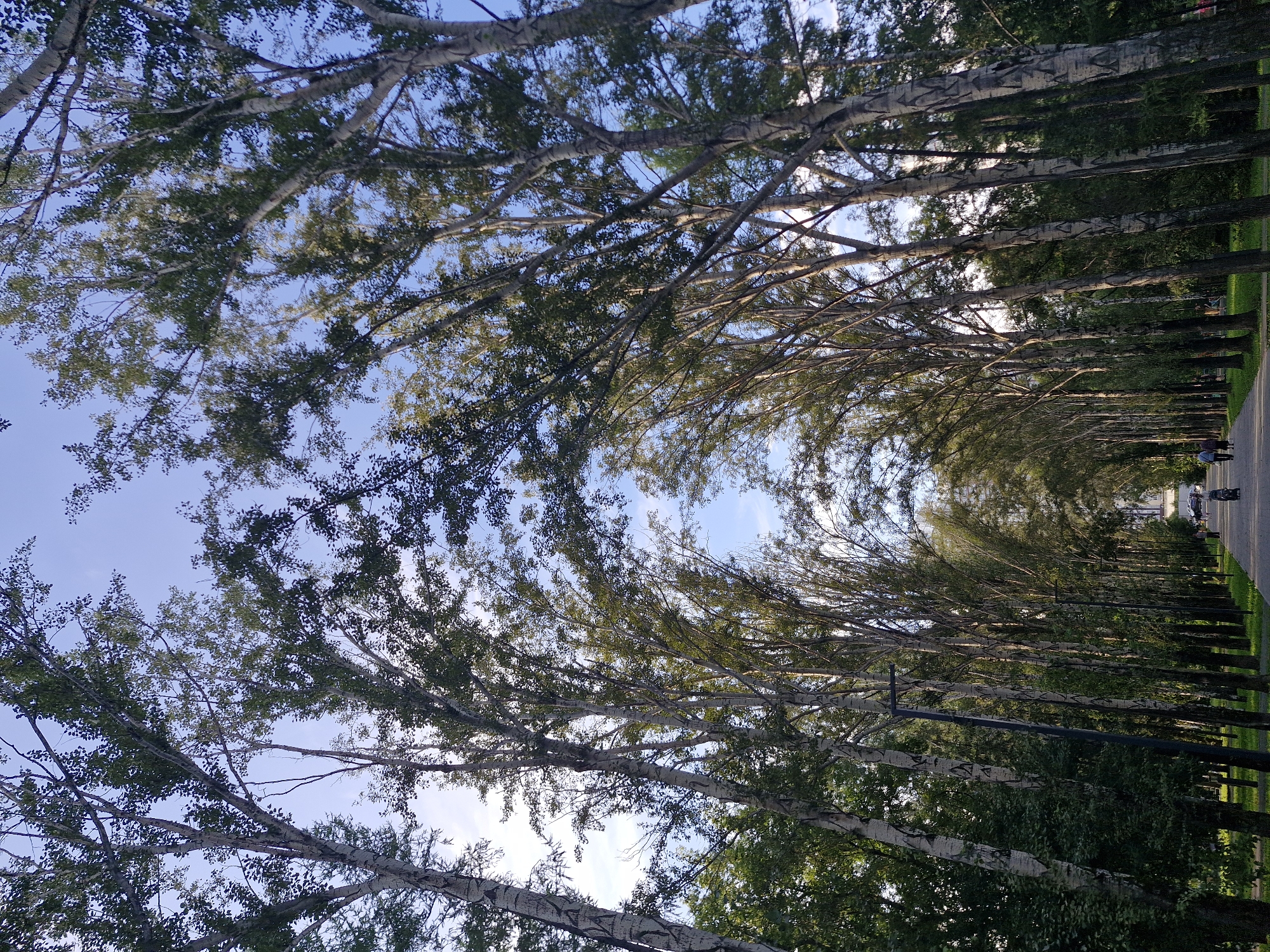 Lazy summer afternoon in a Yekaterinburg birch-lined park