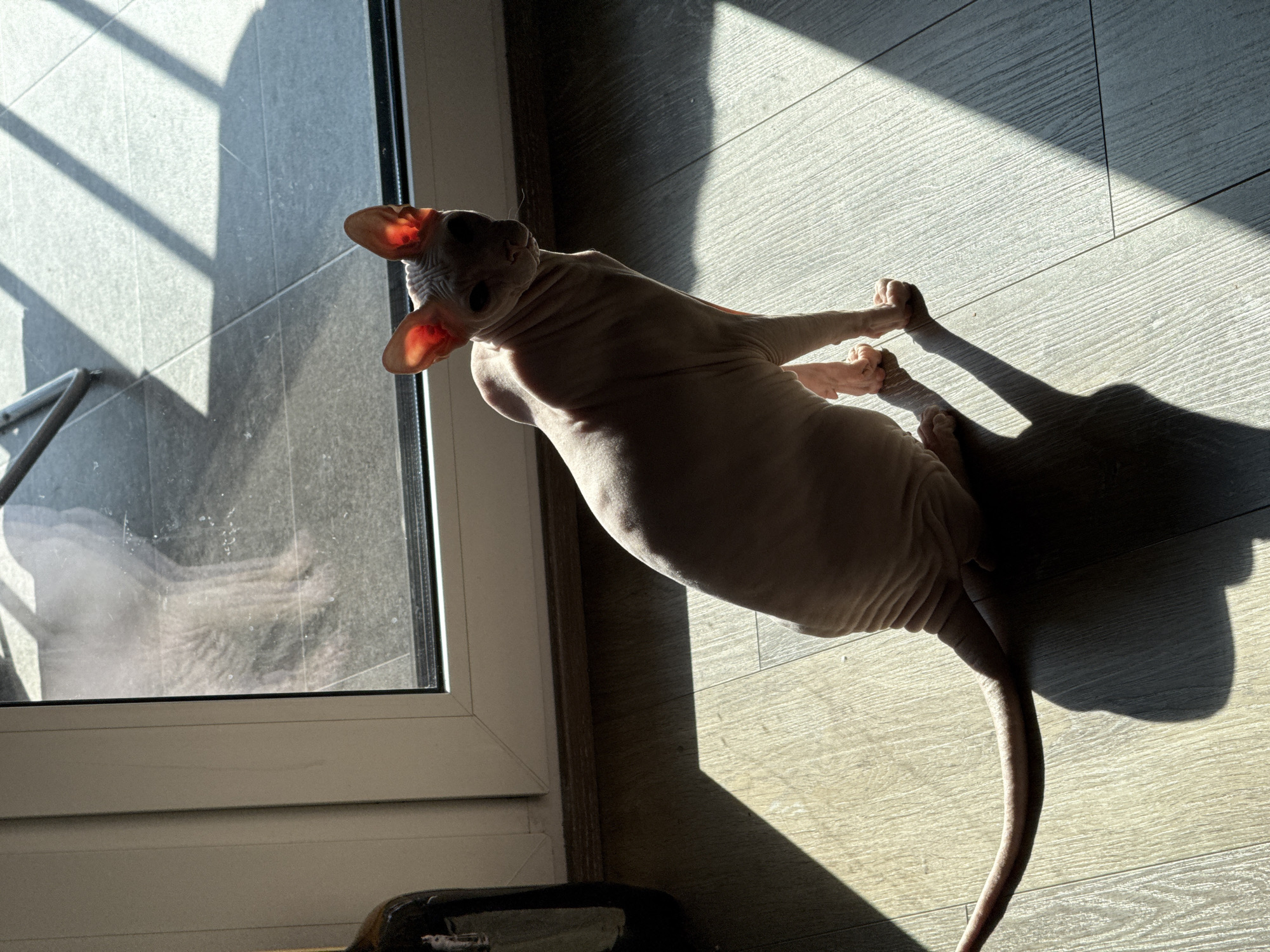 Sphynx cat spotted in multiple indoor locations in Krasnoyarsk