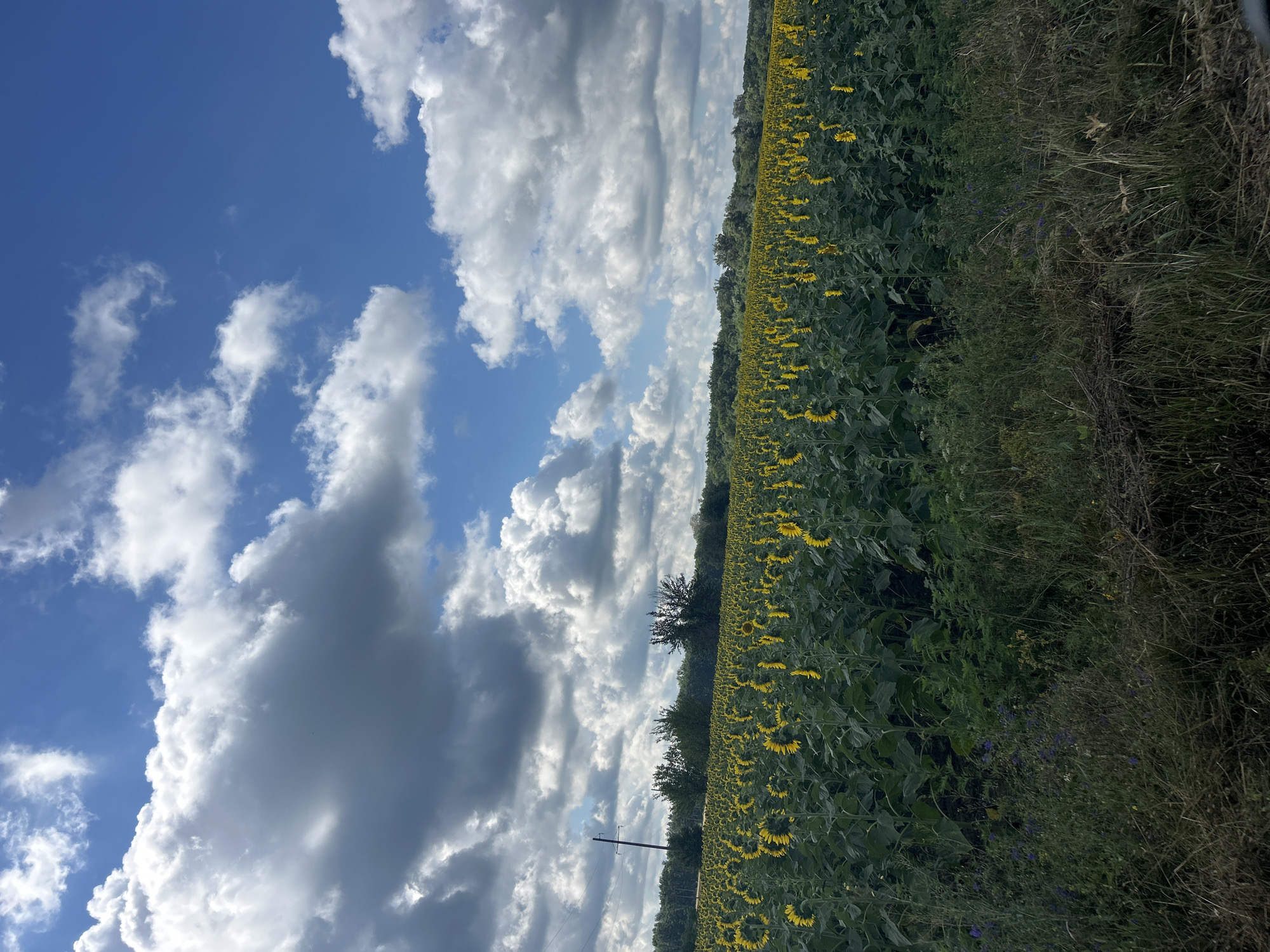 Sunflower fields in full bloom under a moody Ukrainian sky