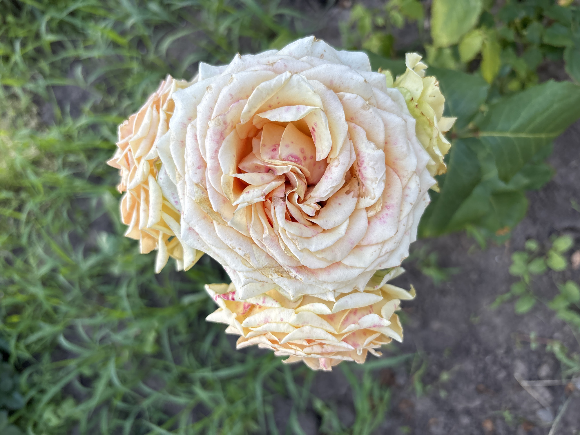 Close-up botanical tour of a Rostov-on-Don garden in bloom