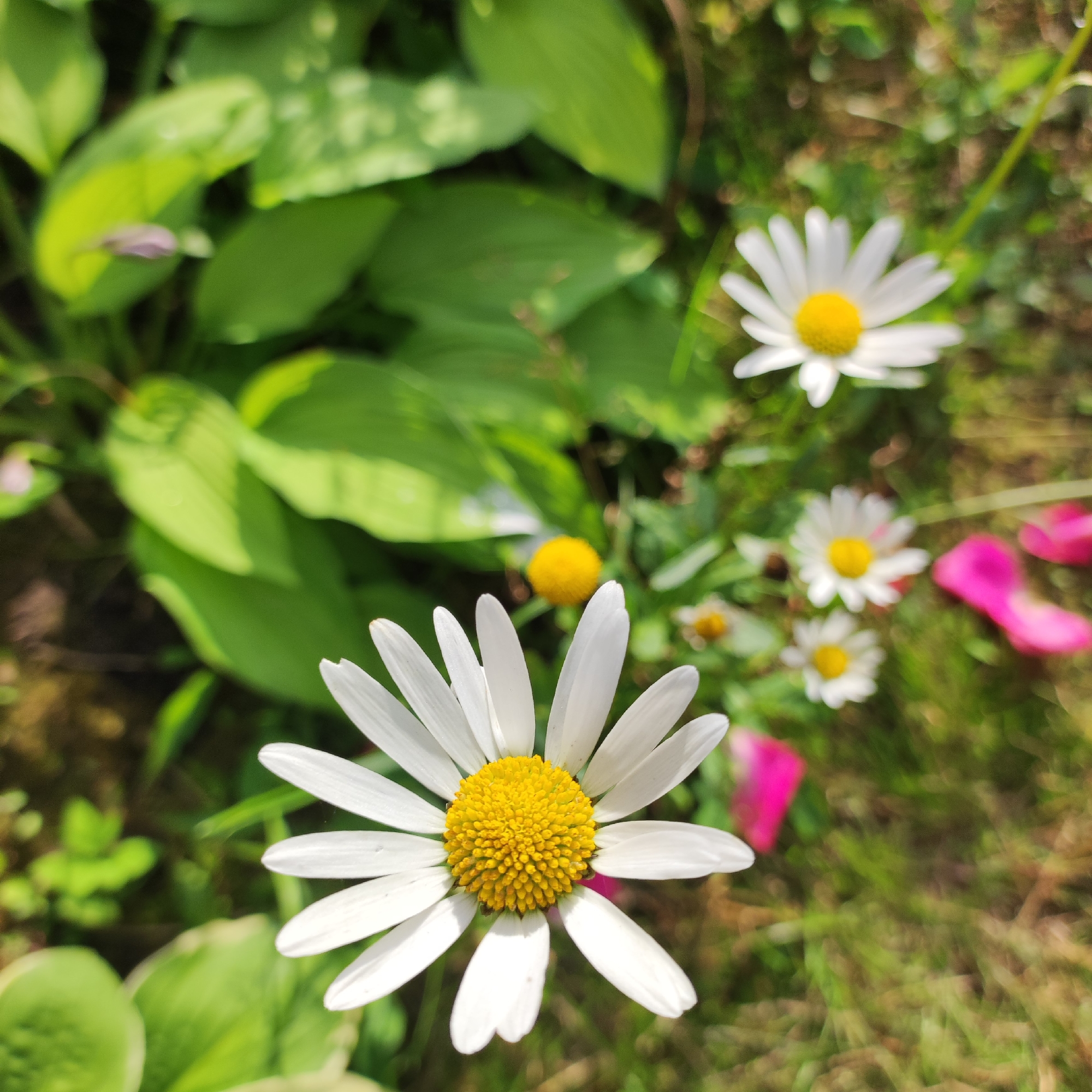 Summer garden flowers in full bloom, Navoloki, Russia