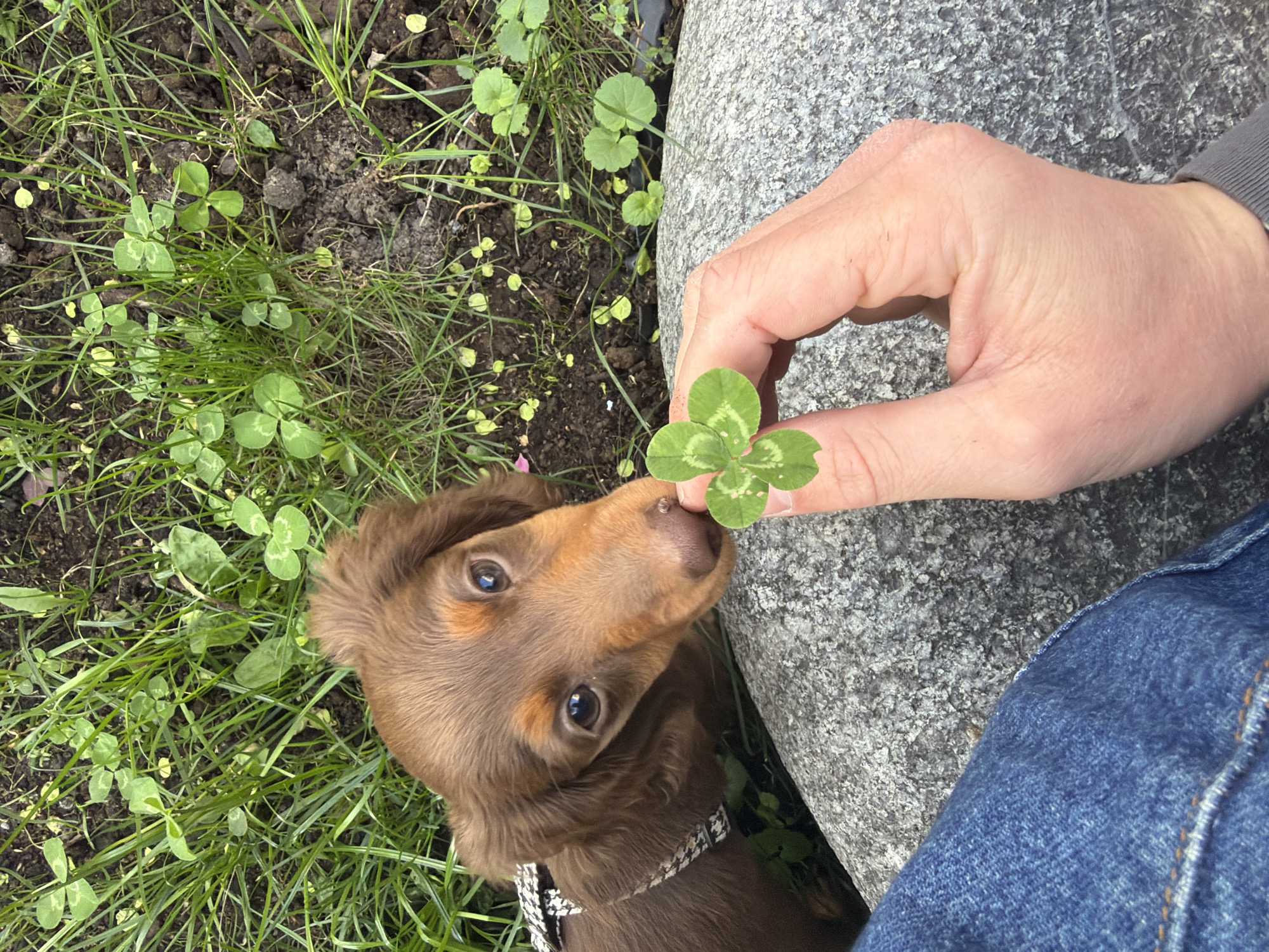 Dachshund puppy sniffs four-leaf clover in Montreal park