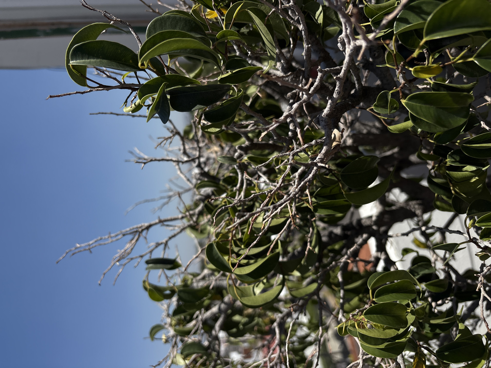 Afternoon documentation of plants, rooftops, interiors in Puebla, Mexico
