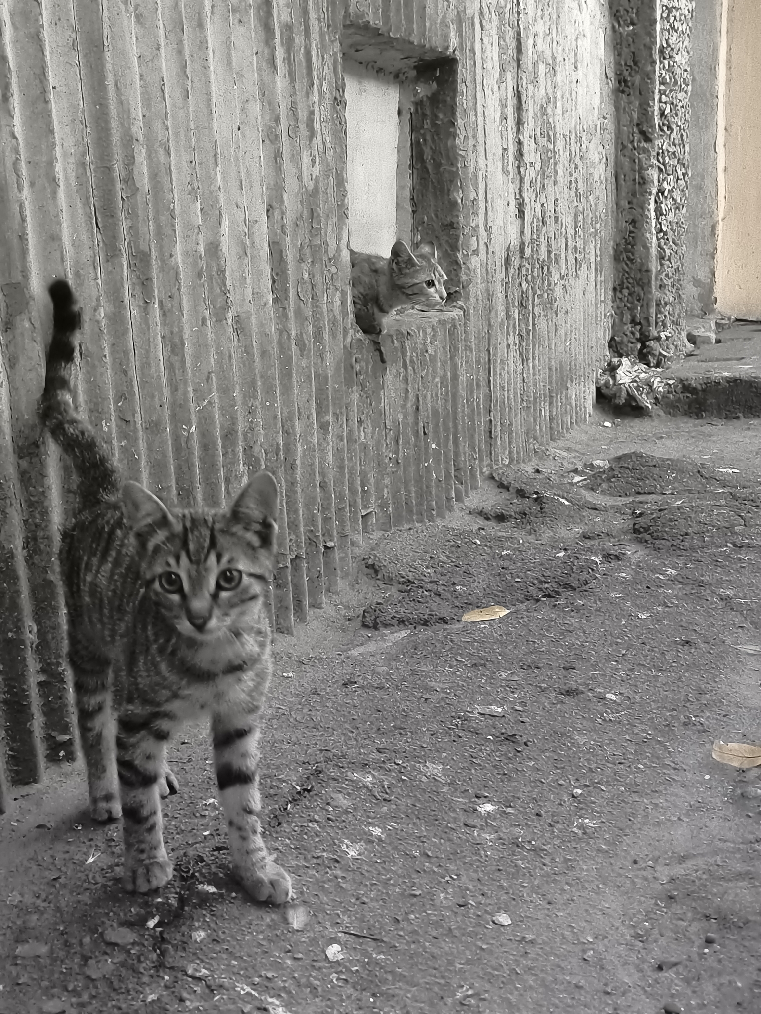 Cats and flowers in a Dnipro neighborhood on a summer afternoon.