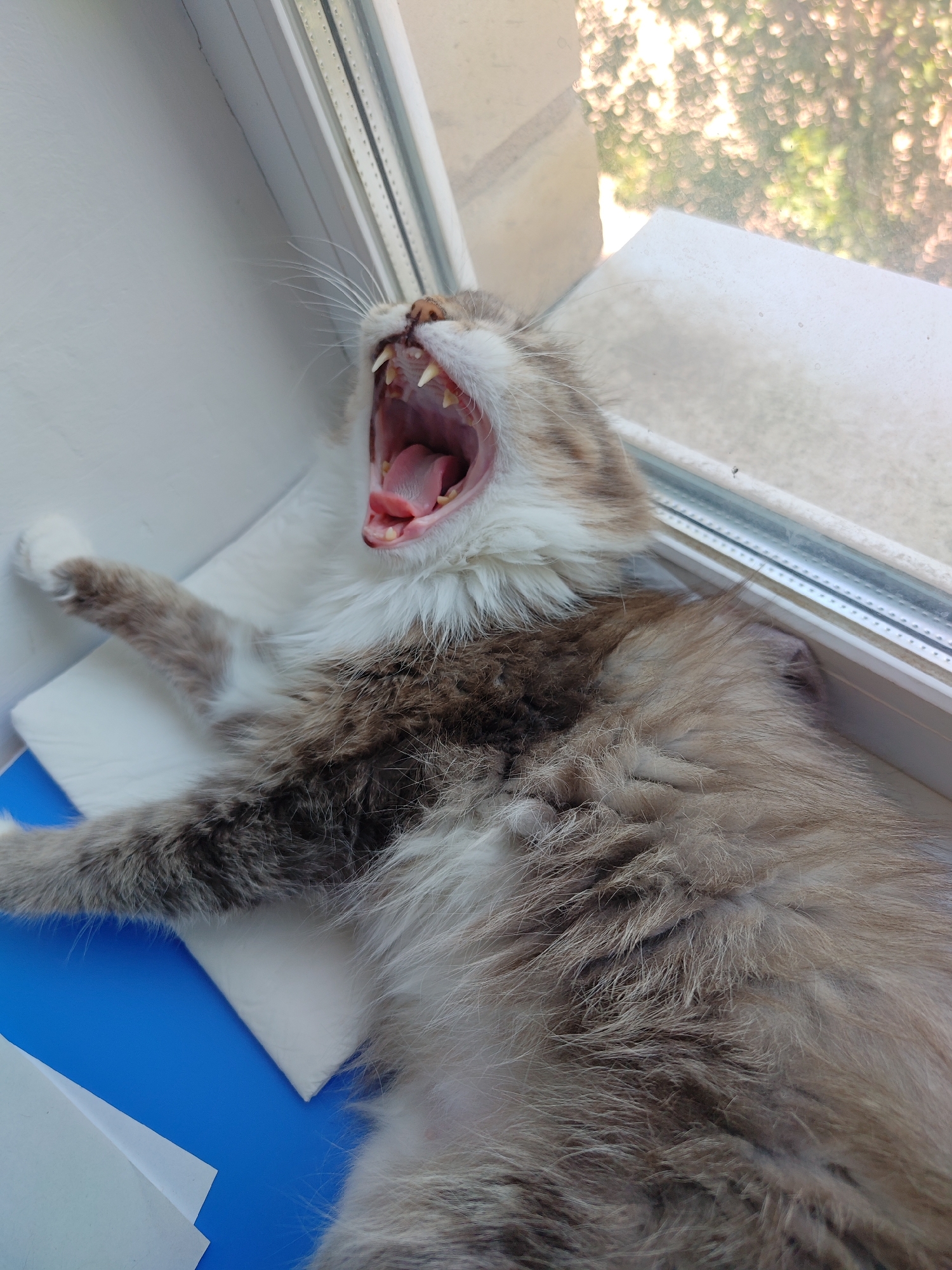 Cat nap and crystal shard, two minutes in Aktobe