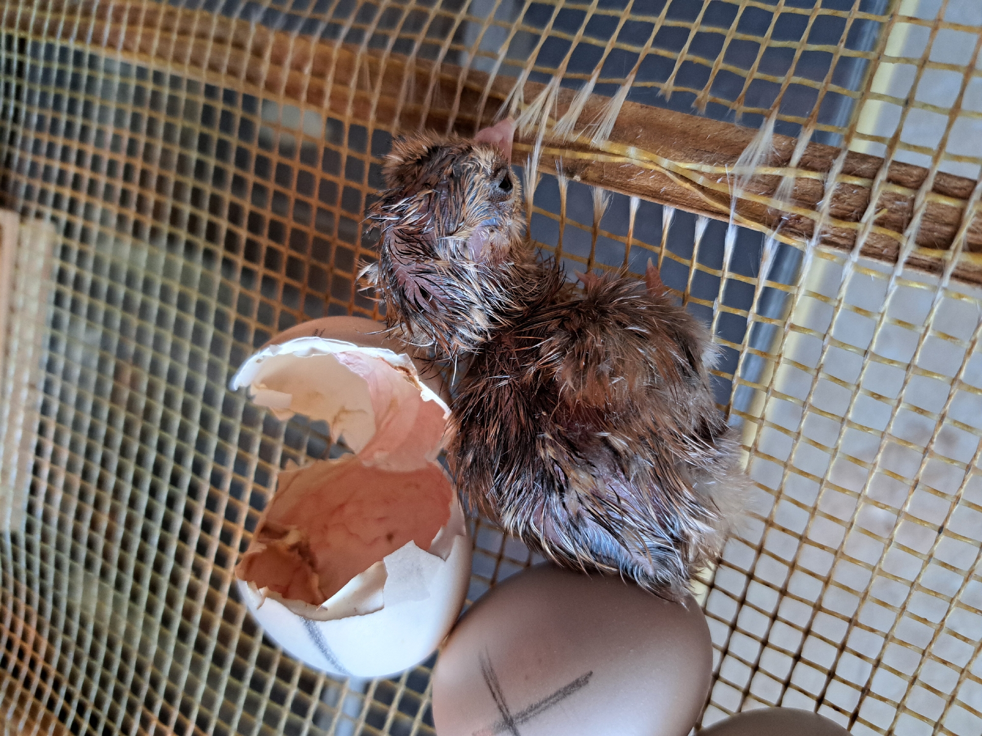 Chick hatching documented at Bulgarian incubator facility