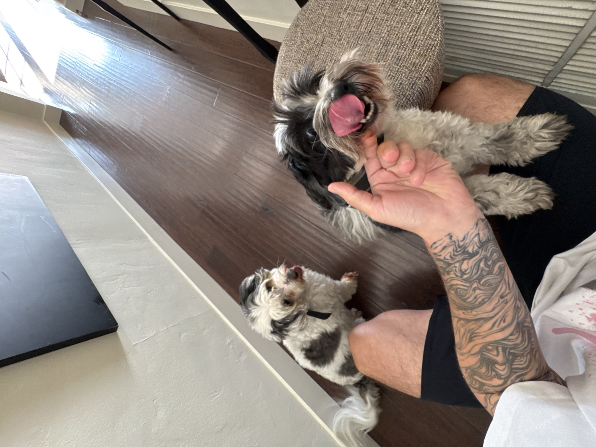 LA resident documents quiet moments with small dogs at home