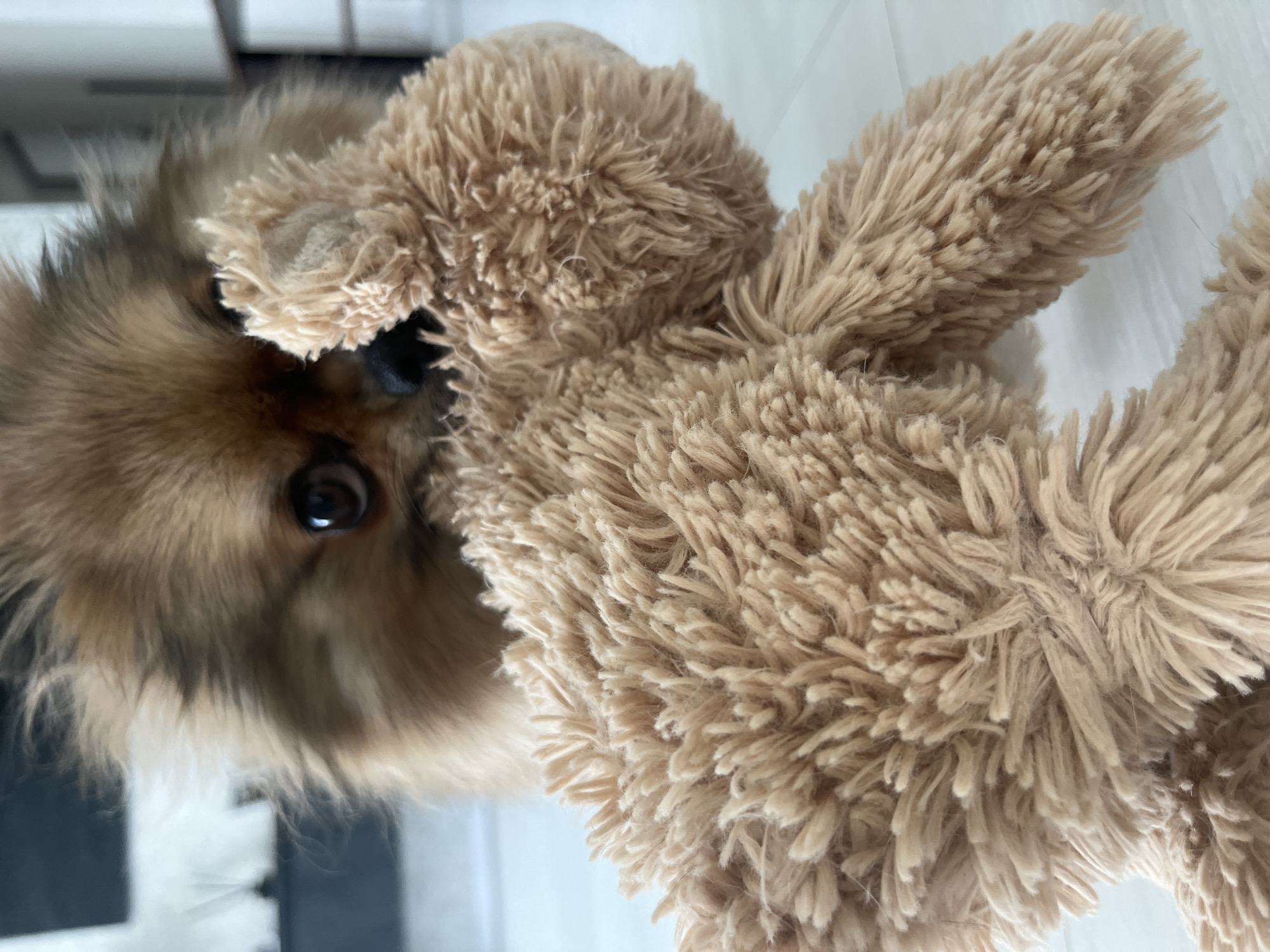 Pomeranian dog playtime and casual moments captured across two hours