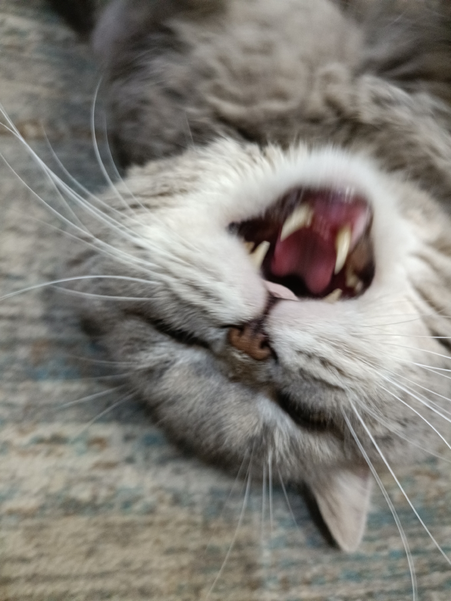 Grey cat fully relaxed on a carpet, mid-yawn