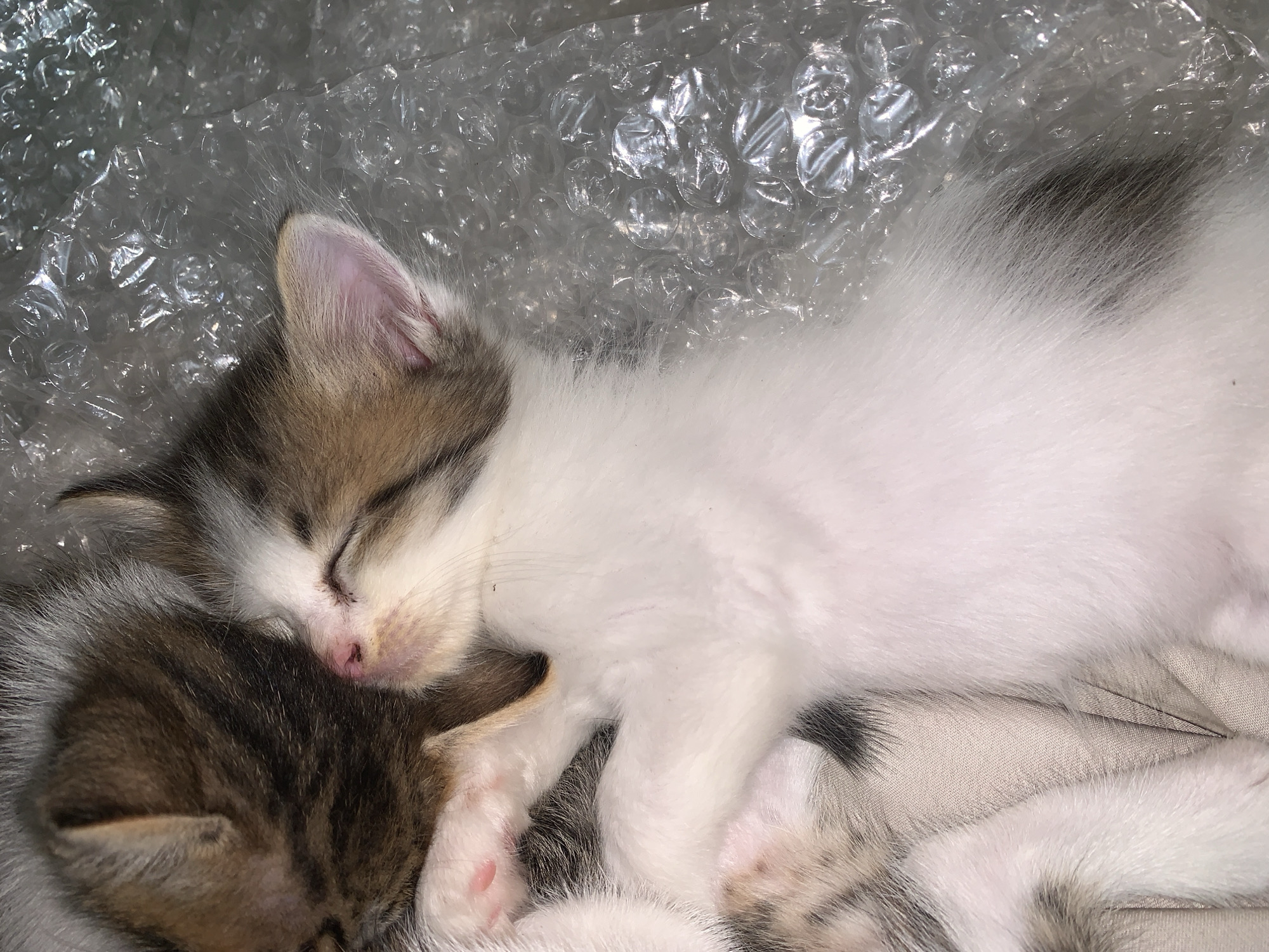 Kittens sleep and play in Indonesian village setting