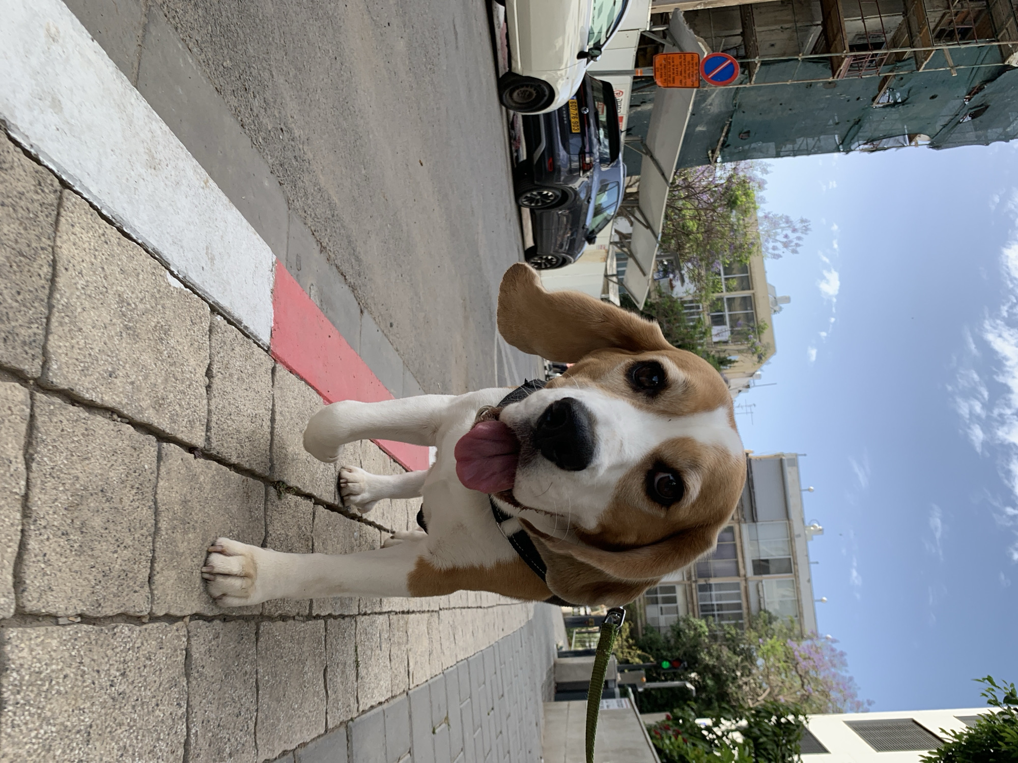 Dog on sidewalk, spiral staircase spotted in Tel Aviv