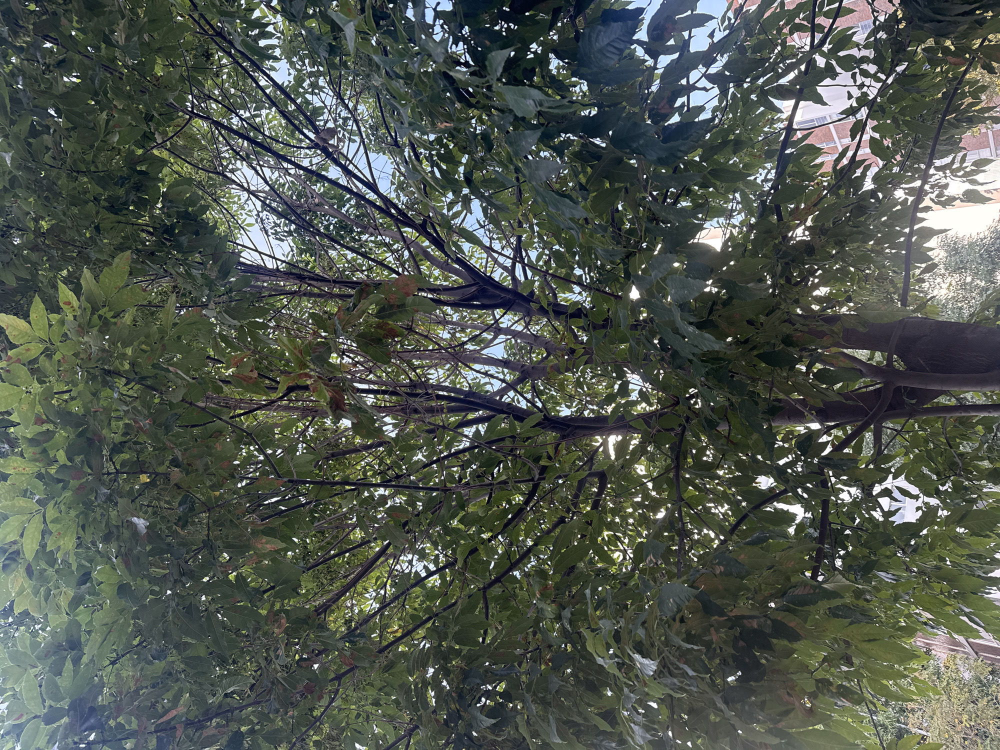 Tree canopy photographed from below in Puebla, Mexico