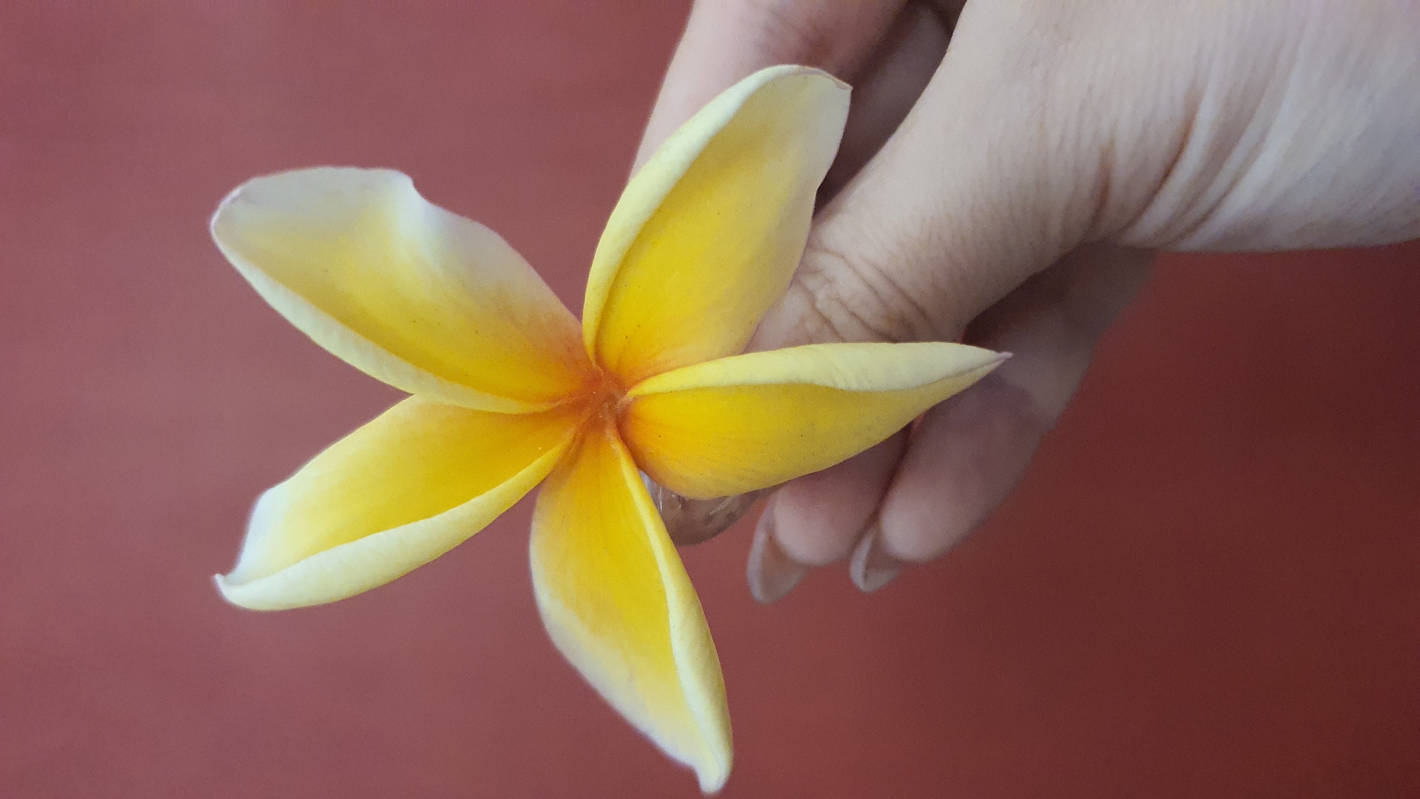 Domestic scenes with flowers and cleaning captured in Kuta Selatan