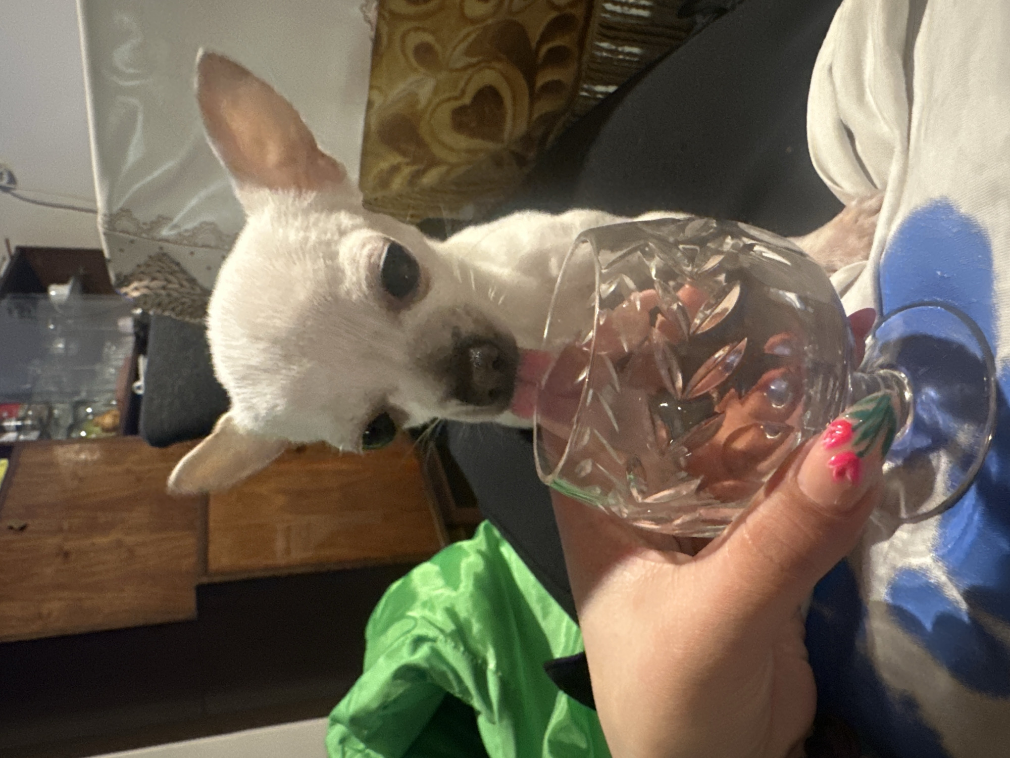Chihuahua drinks from crystal glass, rests on lap in Bulgaria