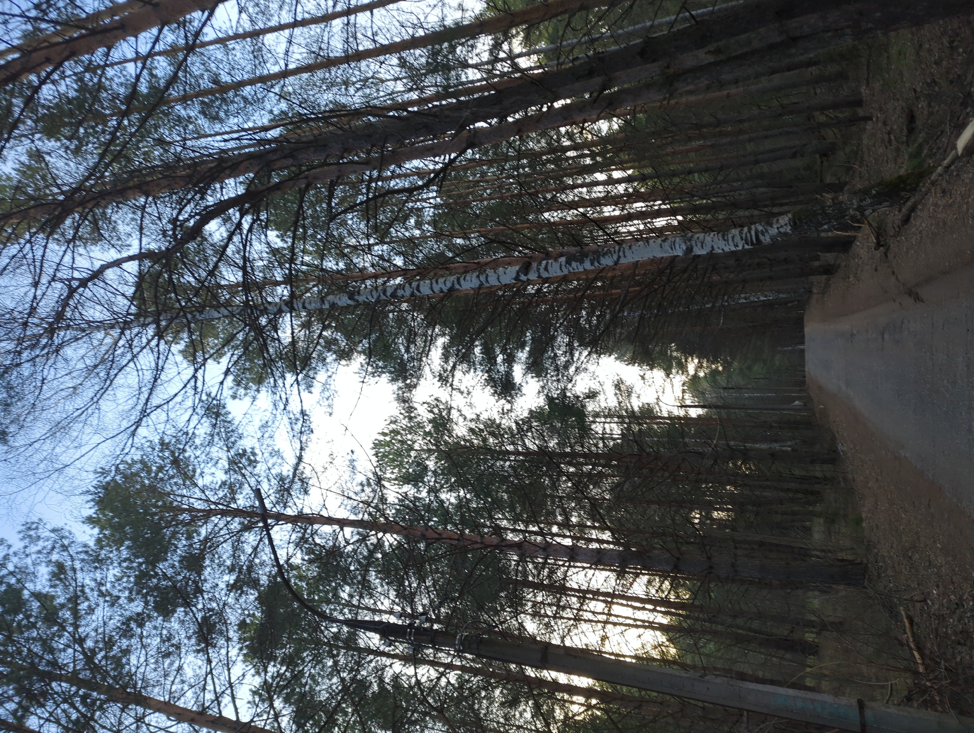 Spring forest walk documented in Chaikovsky, Russia