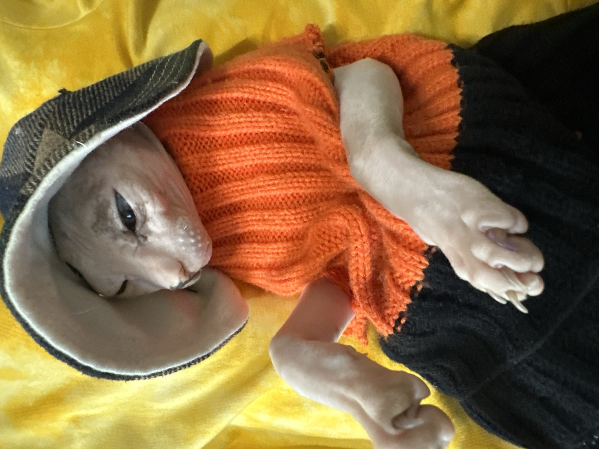 Sphynx cat in autumn outfit lounges with a ceramic pumpkin