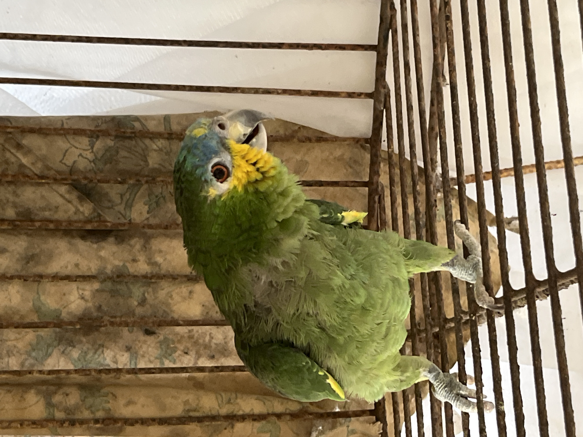 Animals observed in Tinaquillo: caged parrot, resting ram