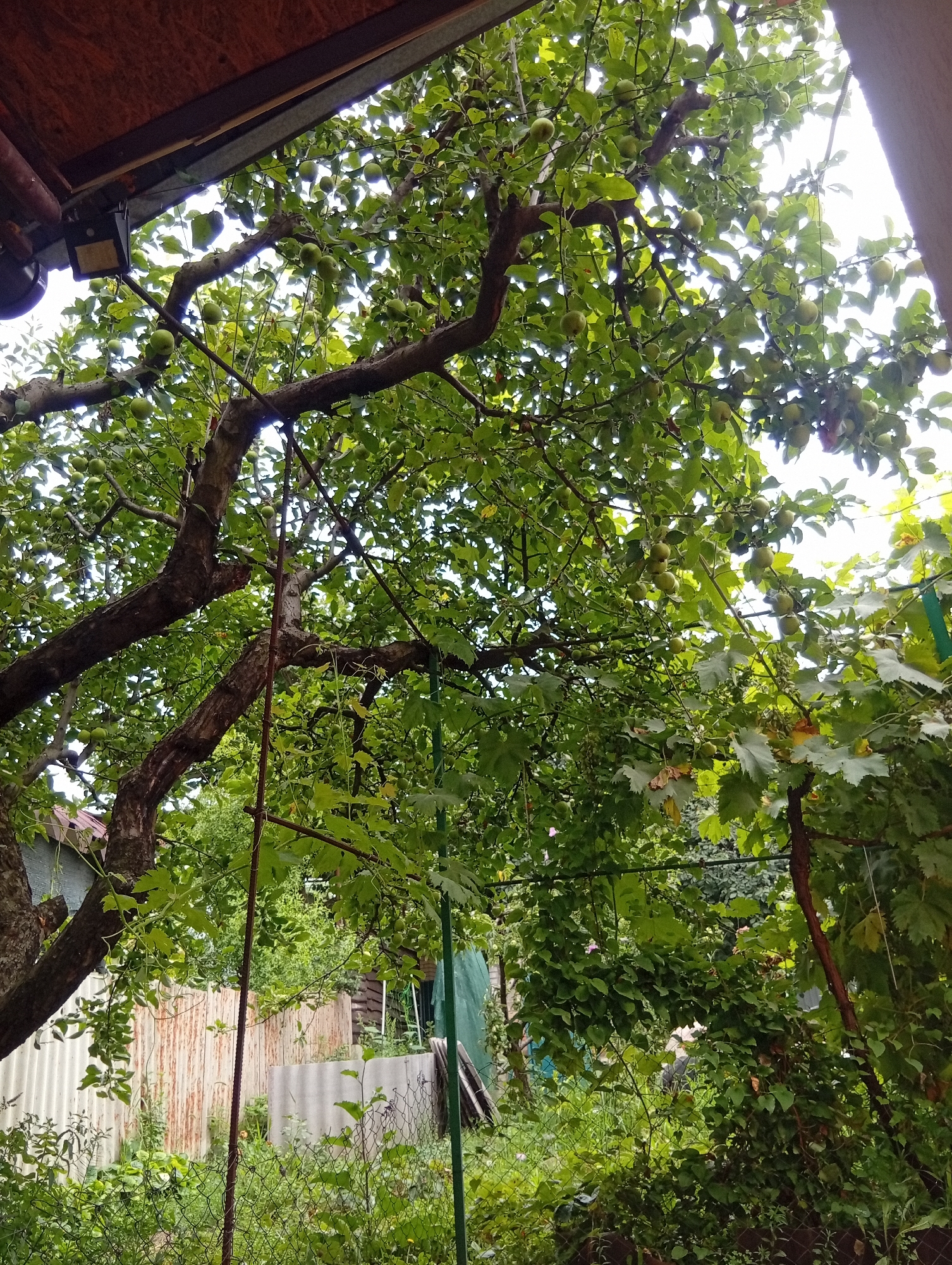 Backyard afternoon: apple tree, resting dog, kid on the floor
