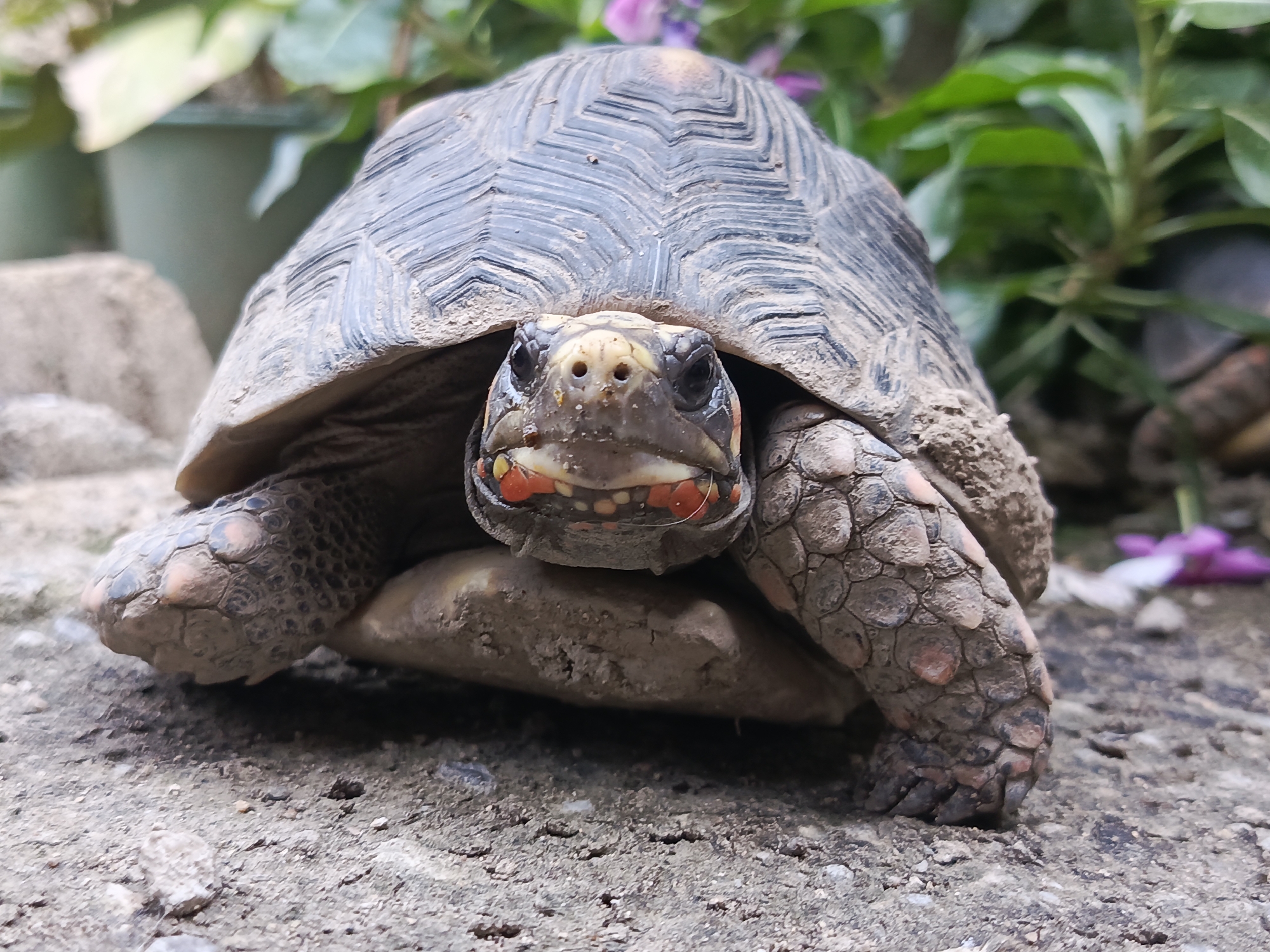 Red-footed tortoise photographed close-up in Tinaco, Venezuela