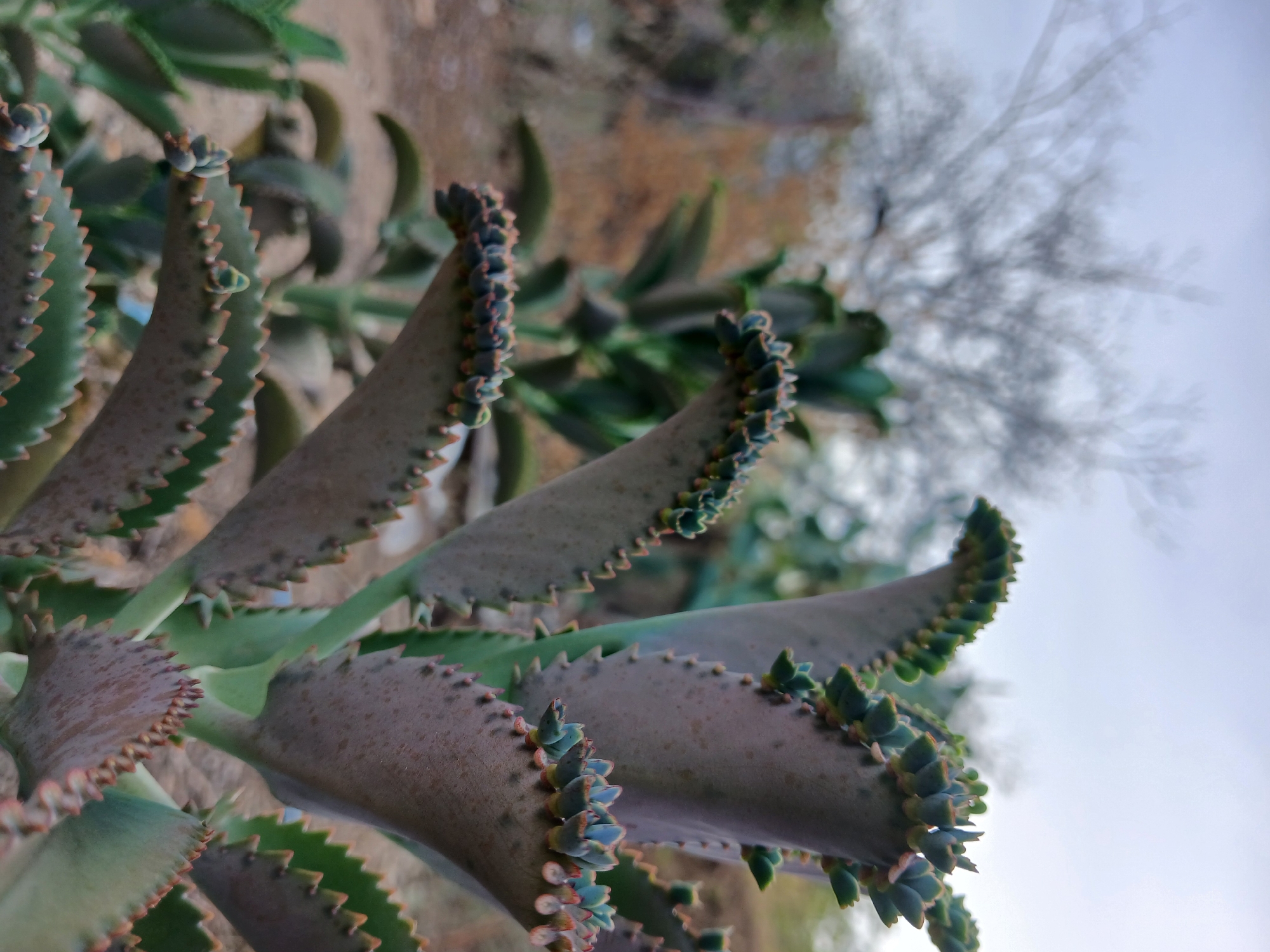 Evening life documented in Altagracia: skies, animals, plants