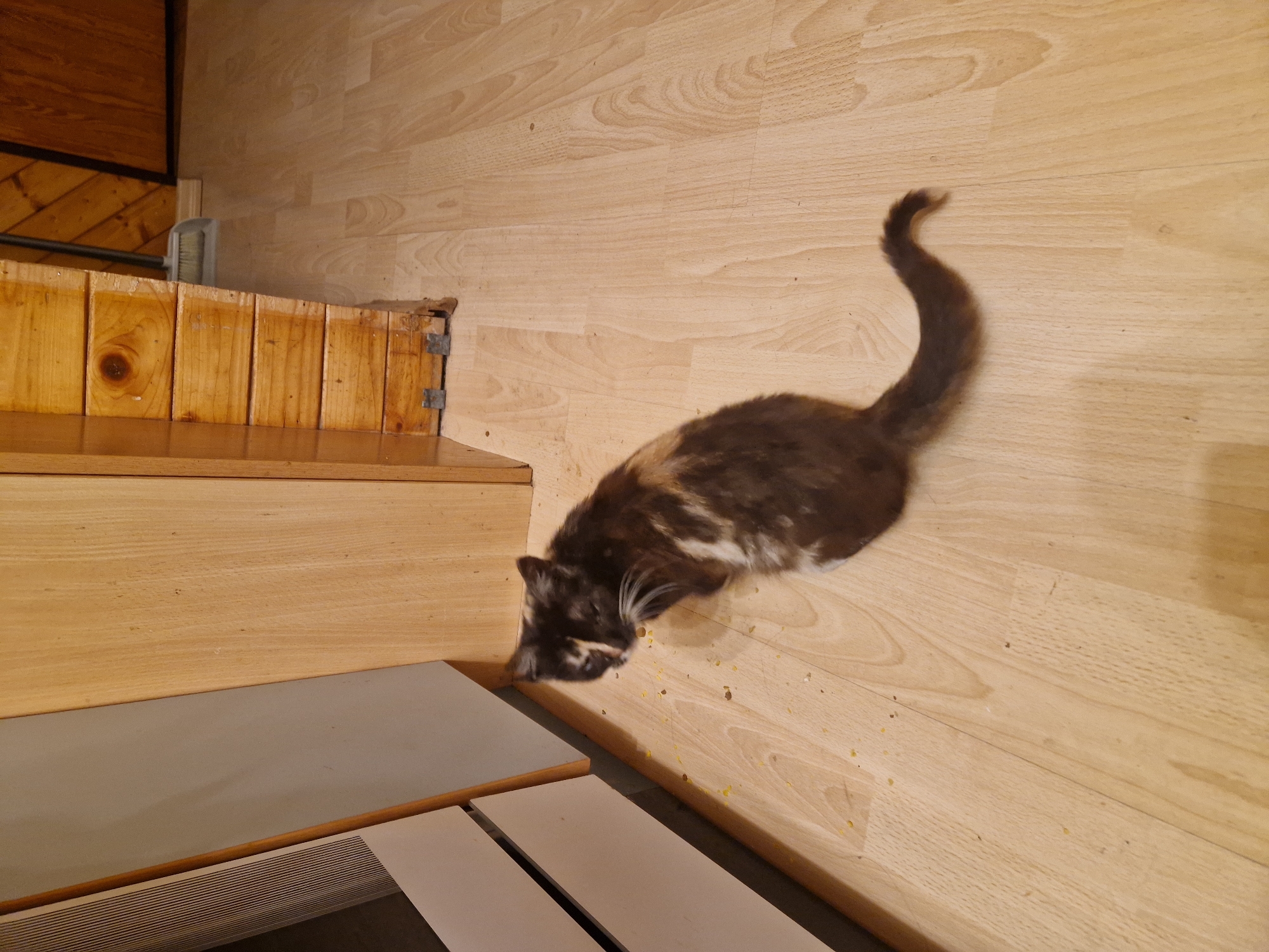 Domestic scenes documented in Poddębice home Sunday evening