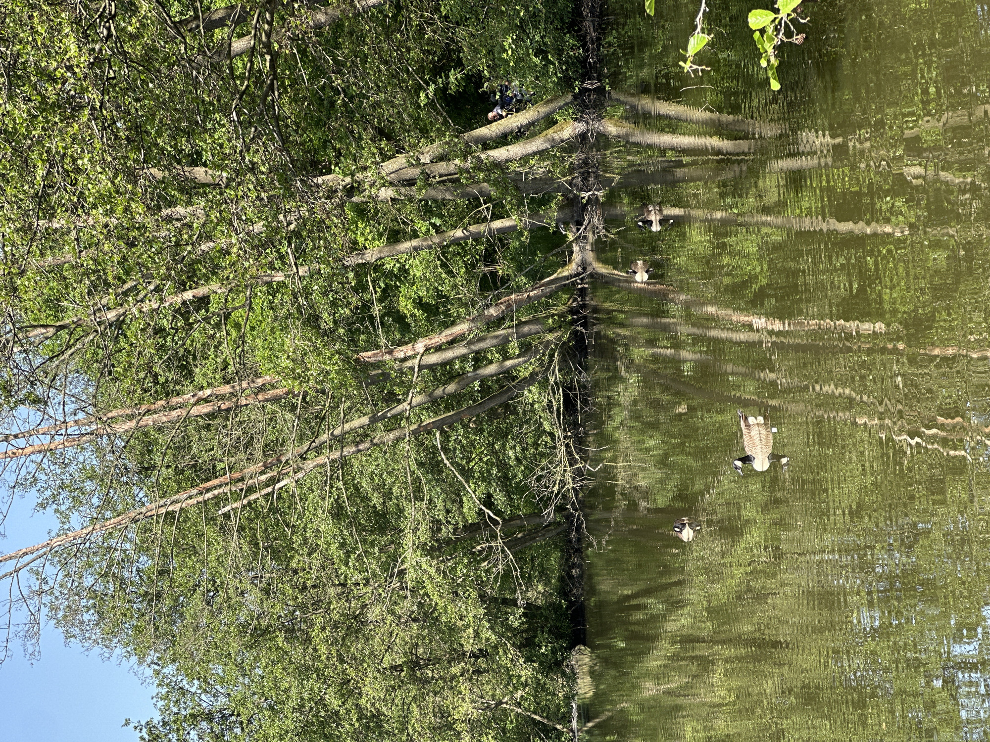 Canada geese spotted swimming in forest pond near Fredenbeck
