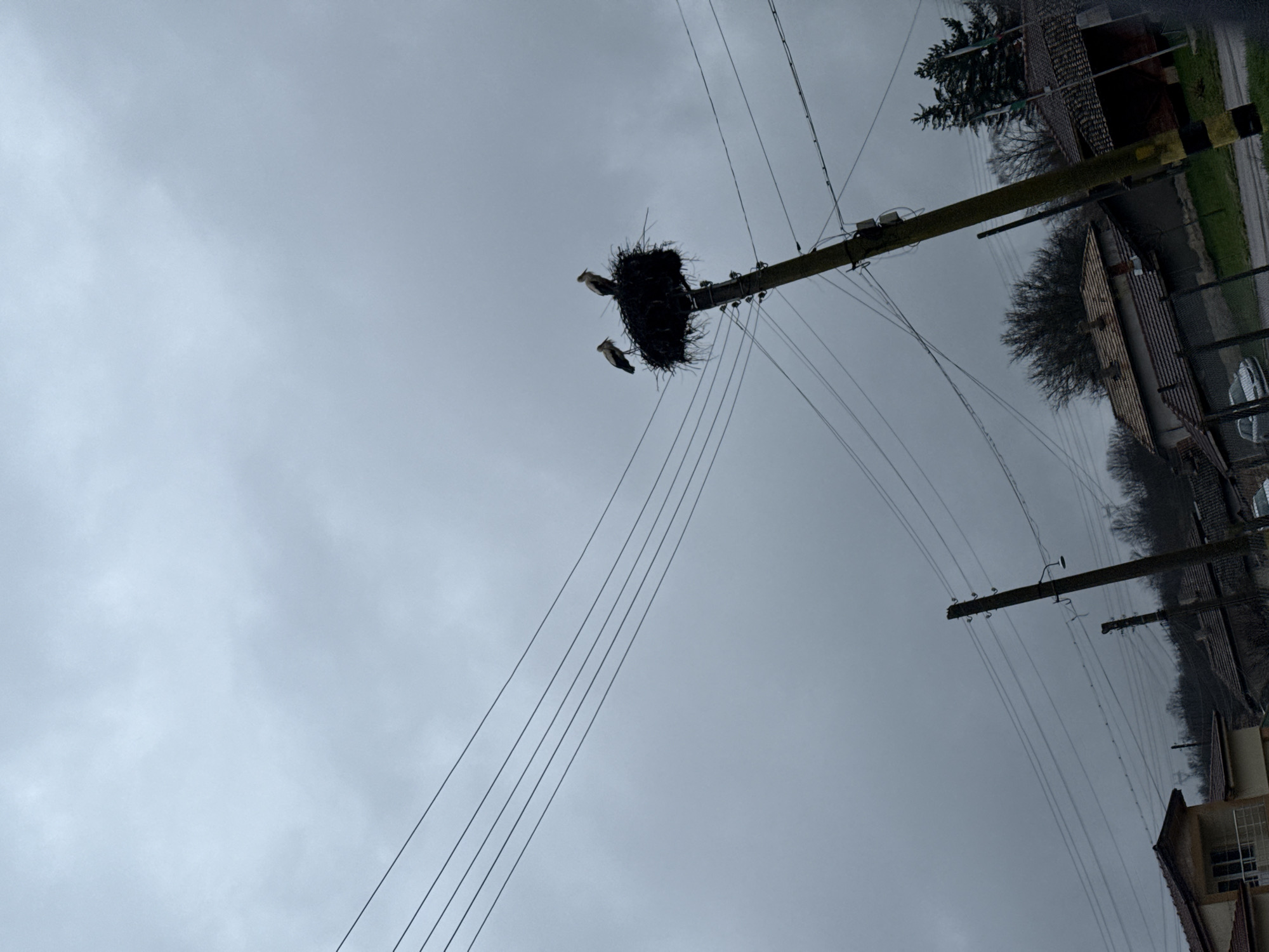Storks nest on utility pole in Bulgarian village
