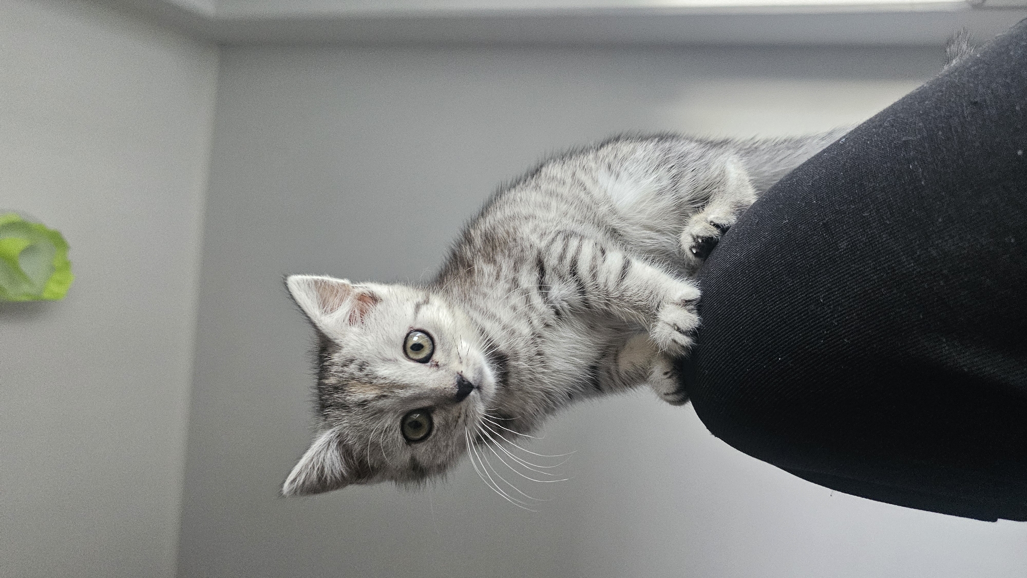 Grey tabby kitten spotted on fabric in Rüsselsheim
