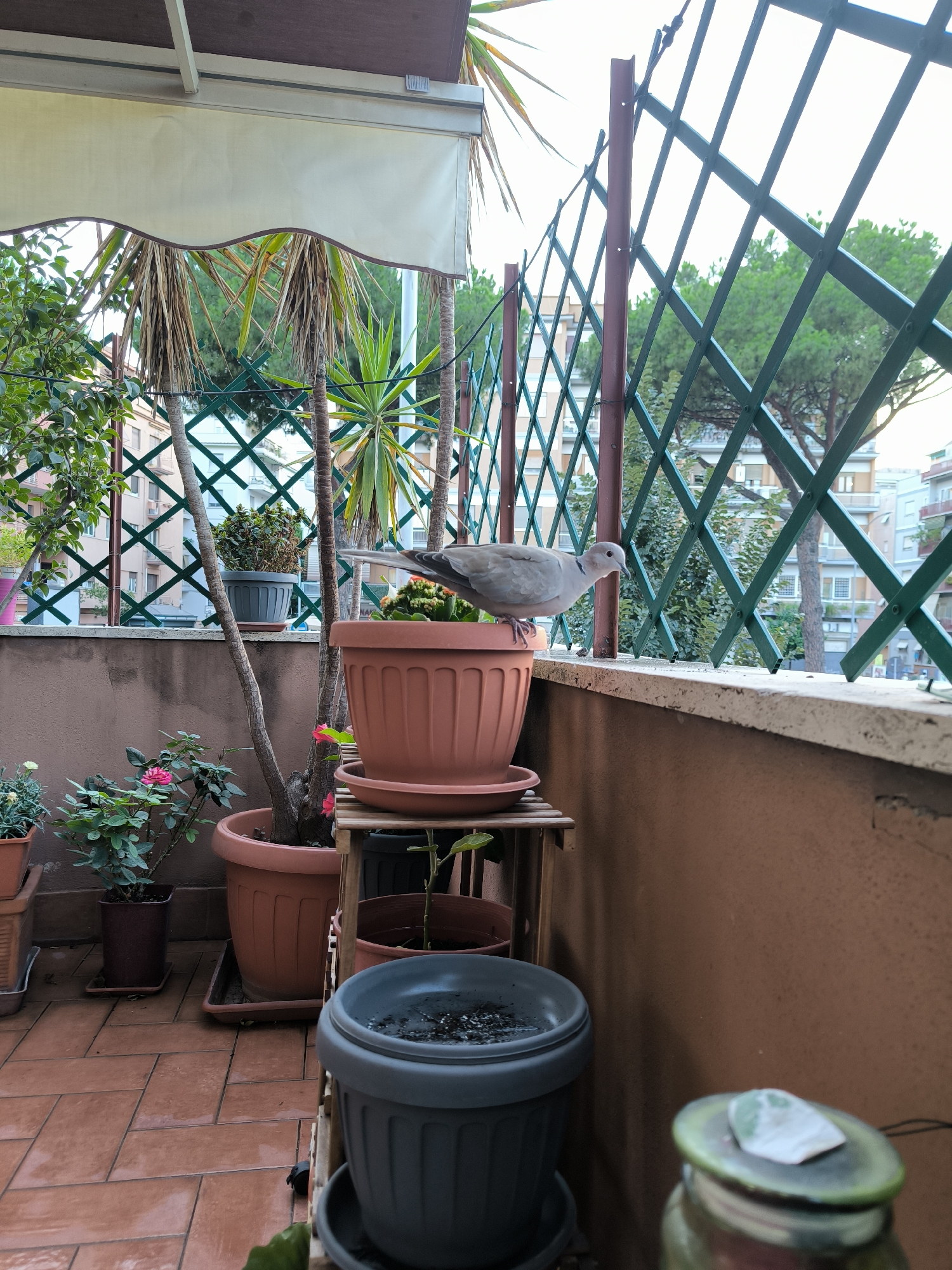 Pigeons and doves hang around a plant-filled urban balcony