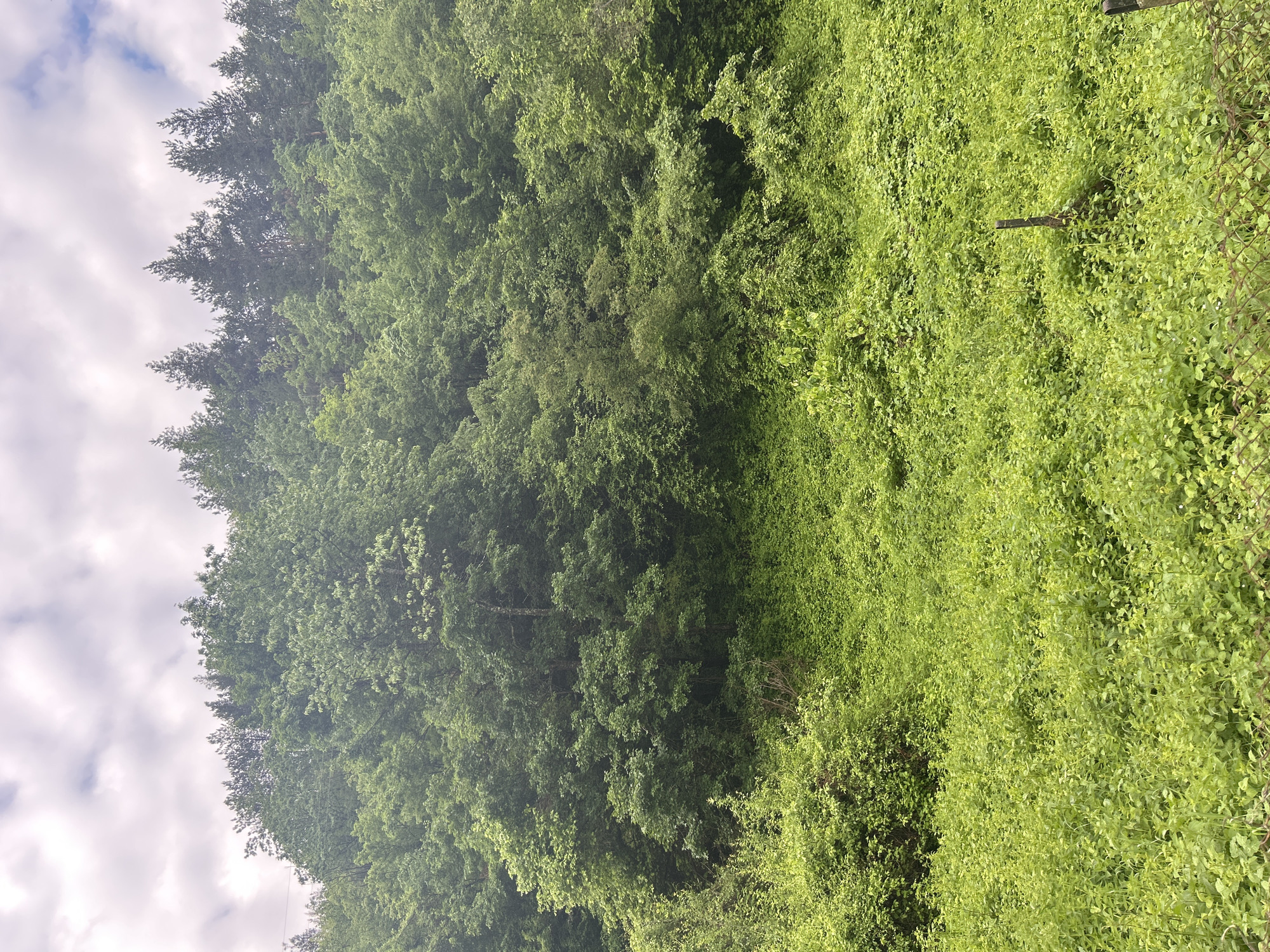 Dawn documentation captures urban-nature interface across unknown location