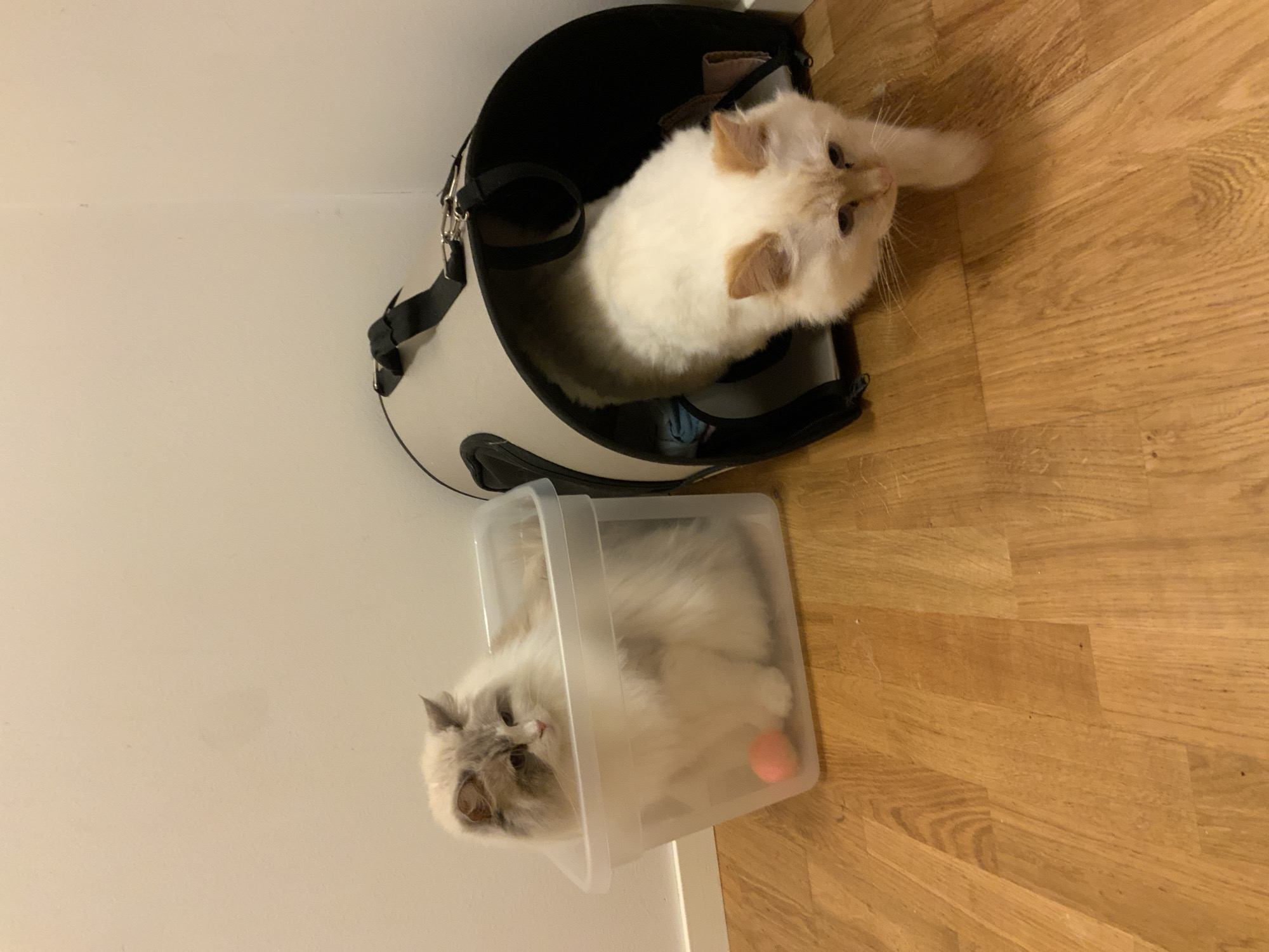 Two Ragdoll cats hanging out in carriers at home