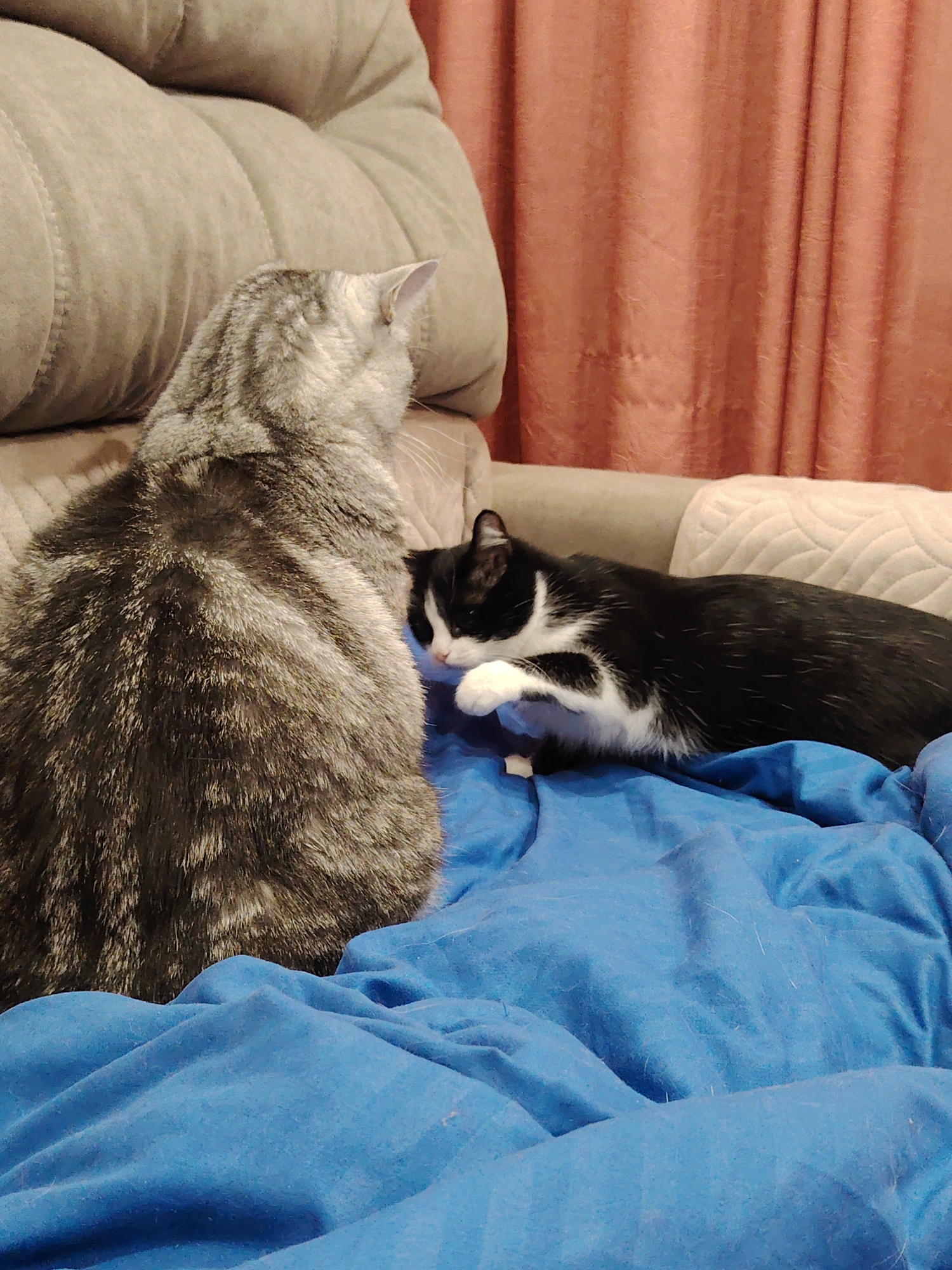 Cats documented lounging on blue blankets during afternoon rest
