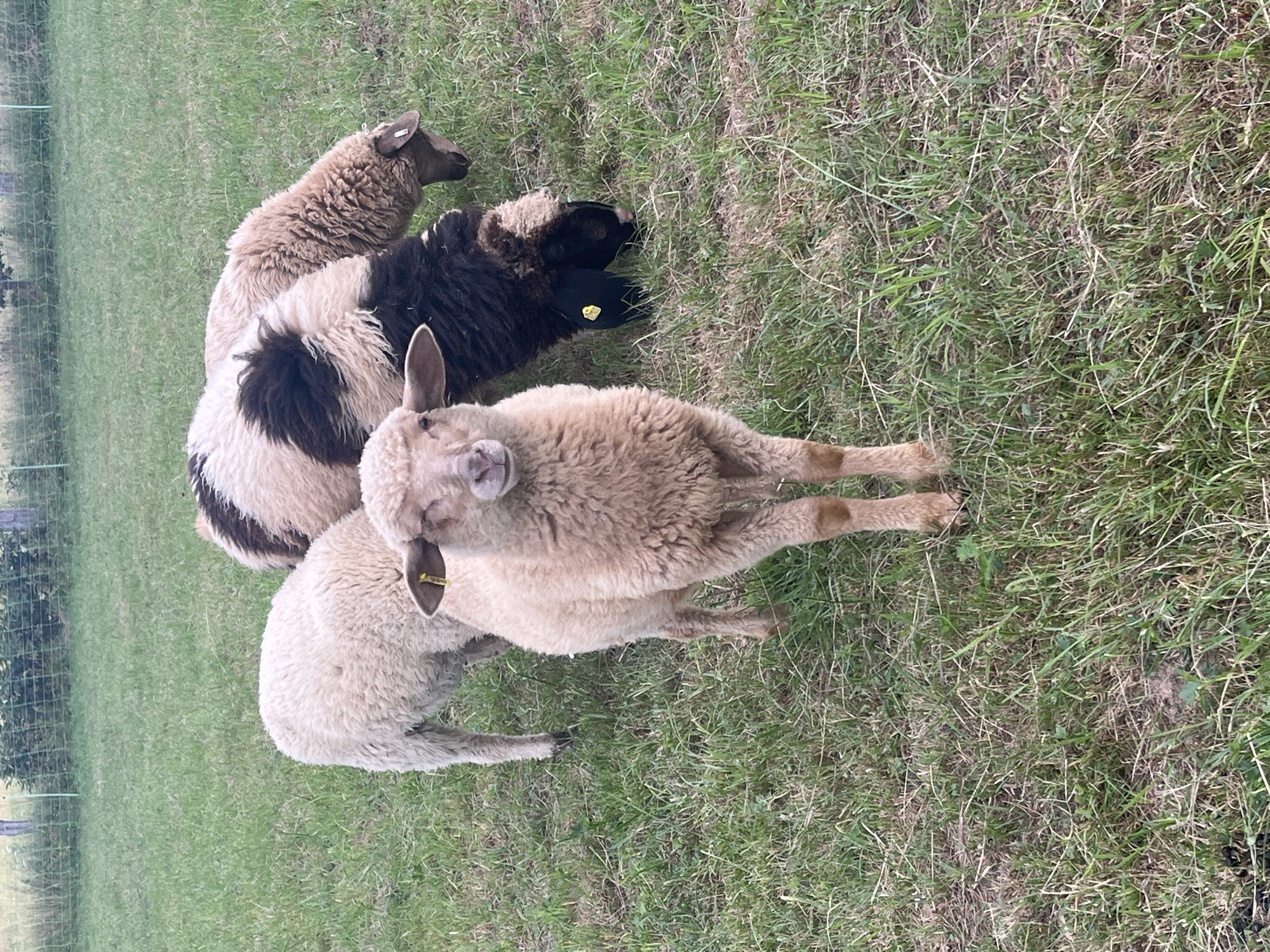 Sheep flock resting and grazing in Neustadt's rural fields