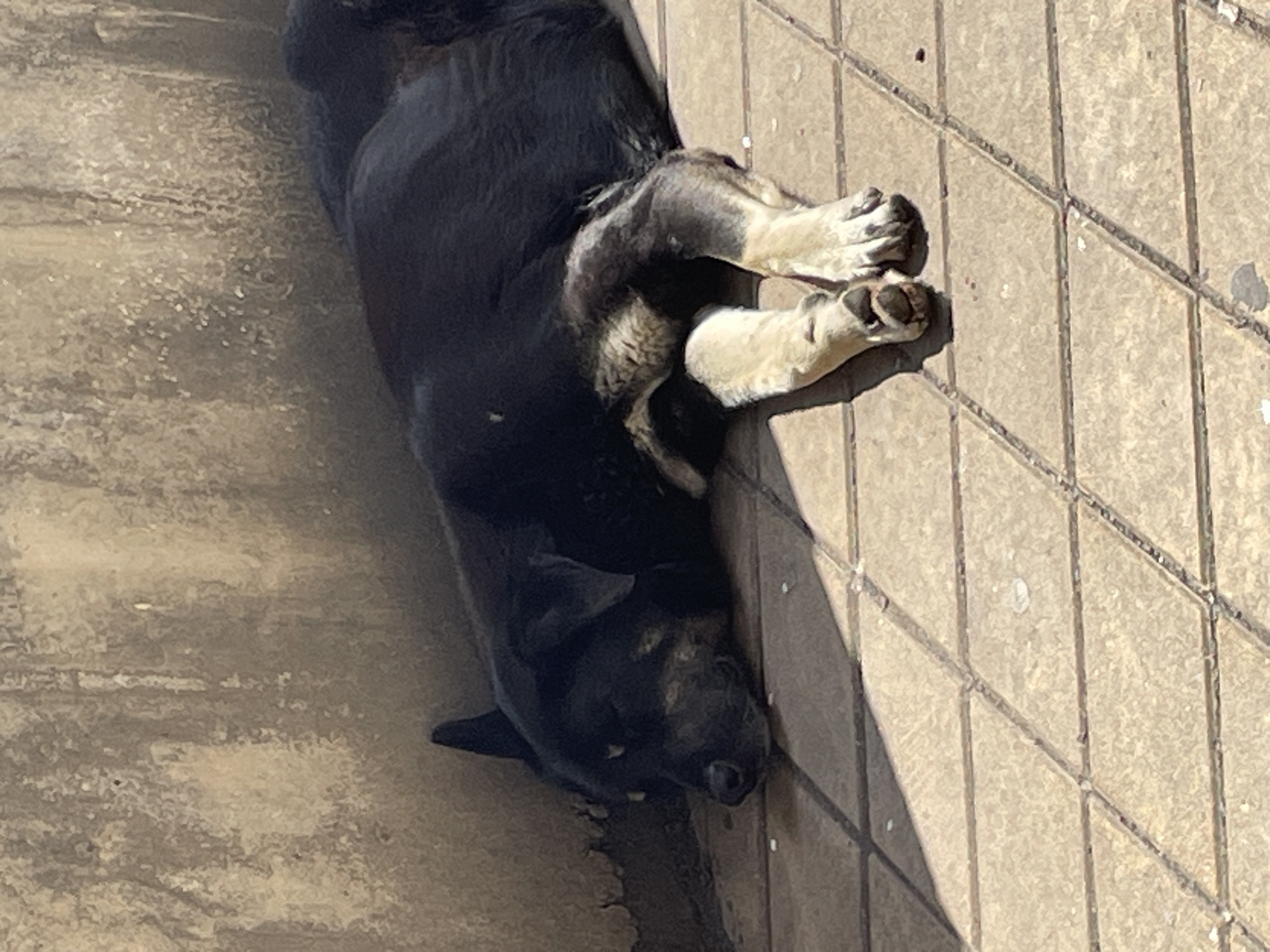 Dog rests and eats on patio in Veliko Tarnovo