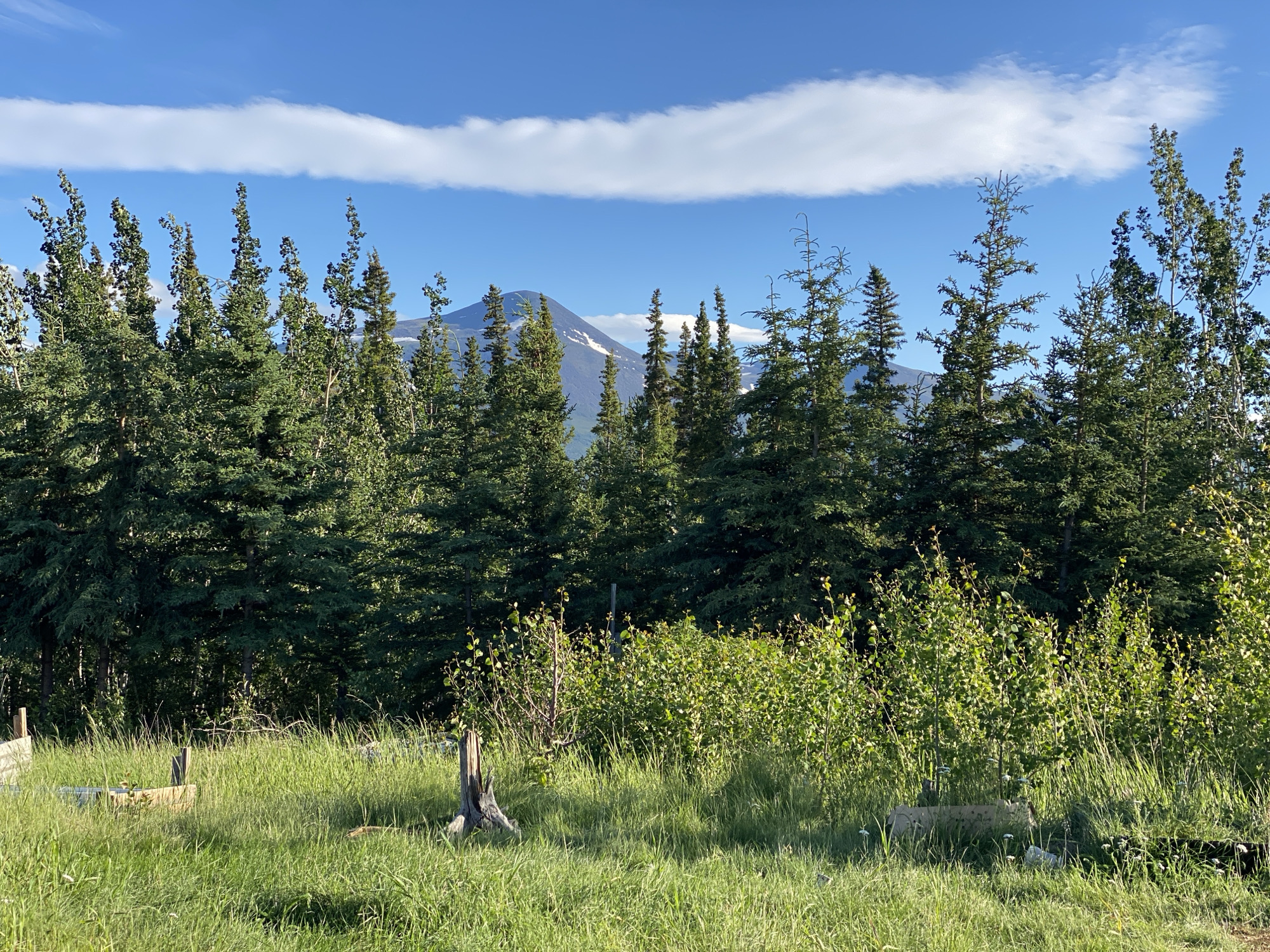 Mountain views, a dog, and free-range chickens in Haines Junction