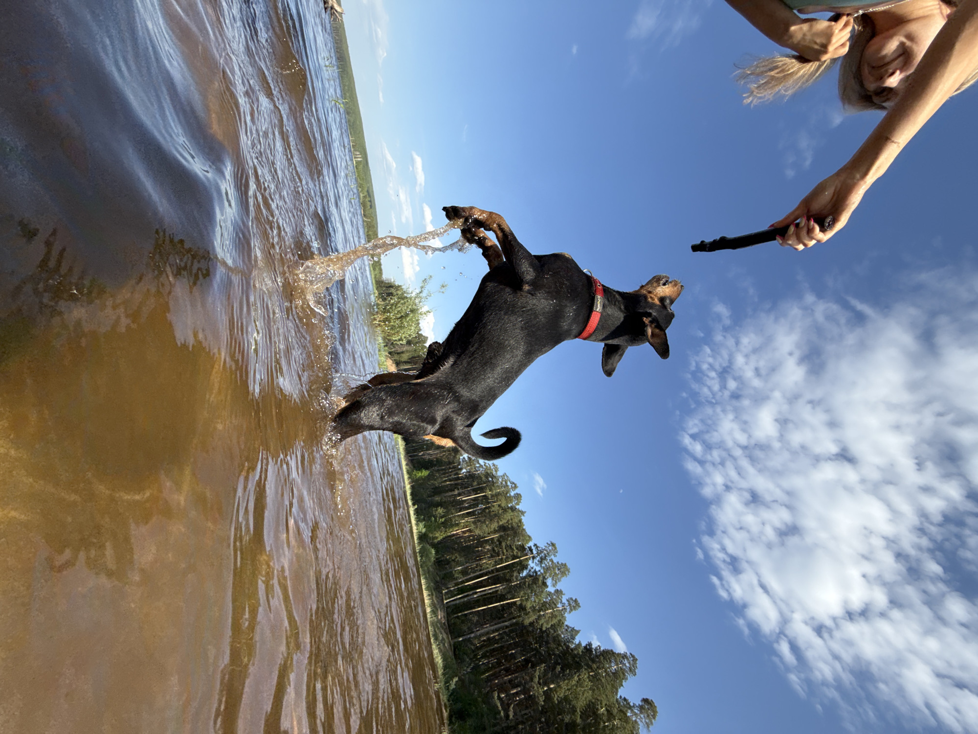 Dog leaps for stick in Chaykovsky water play