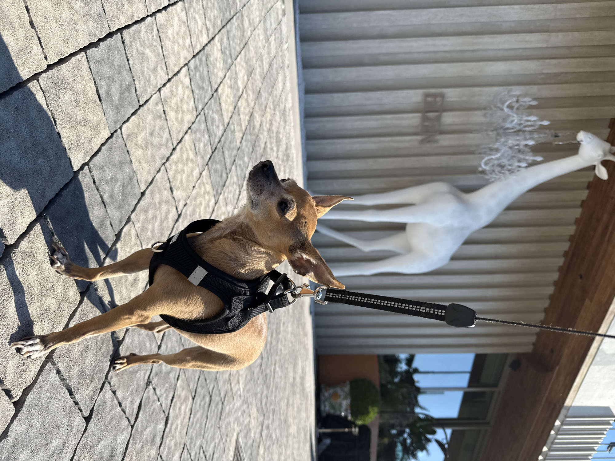 Morning animal sightings documented across Plovdiv, Bulgaria streets
