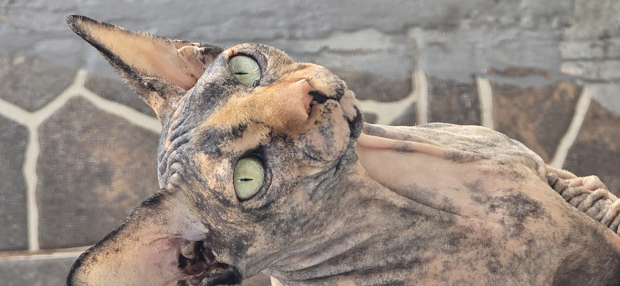 Baku Sphynx cat photographed across outdoor spots