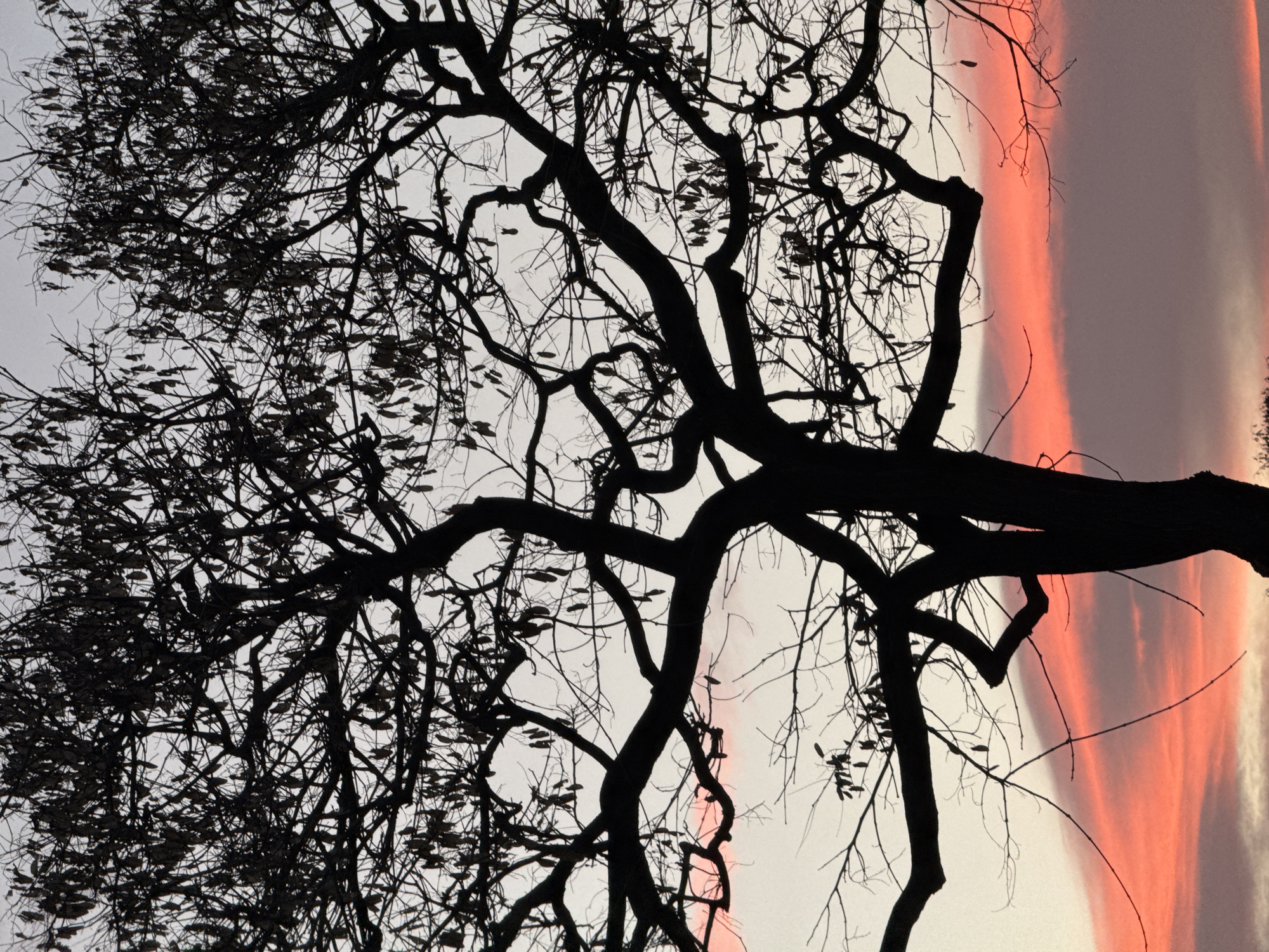 Evening tree silhouettes photographed against cloudy skies in Badalona