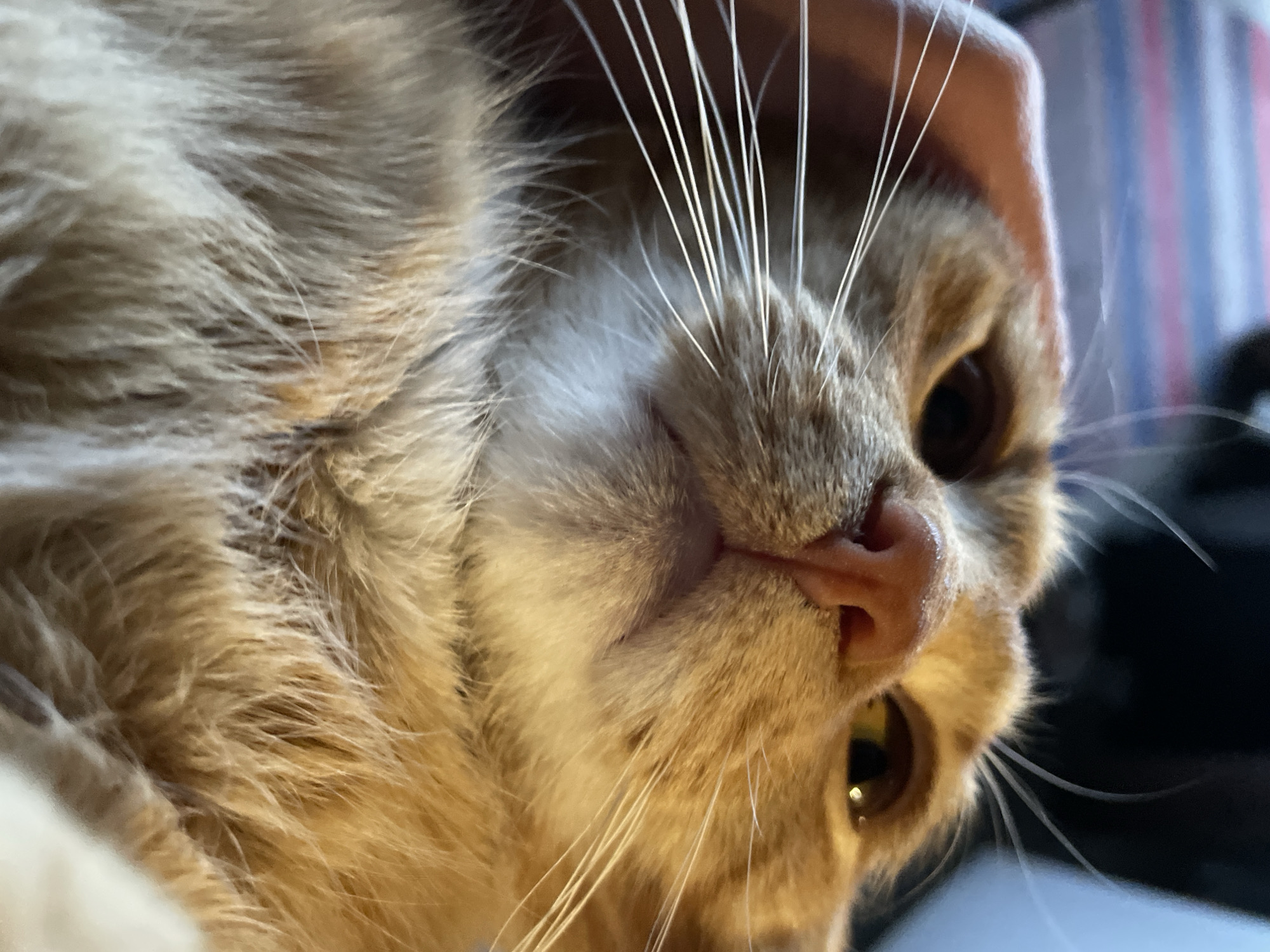 Pet owner captures playful cats and dogs in Zlatograd