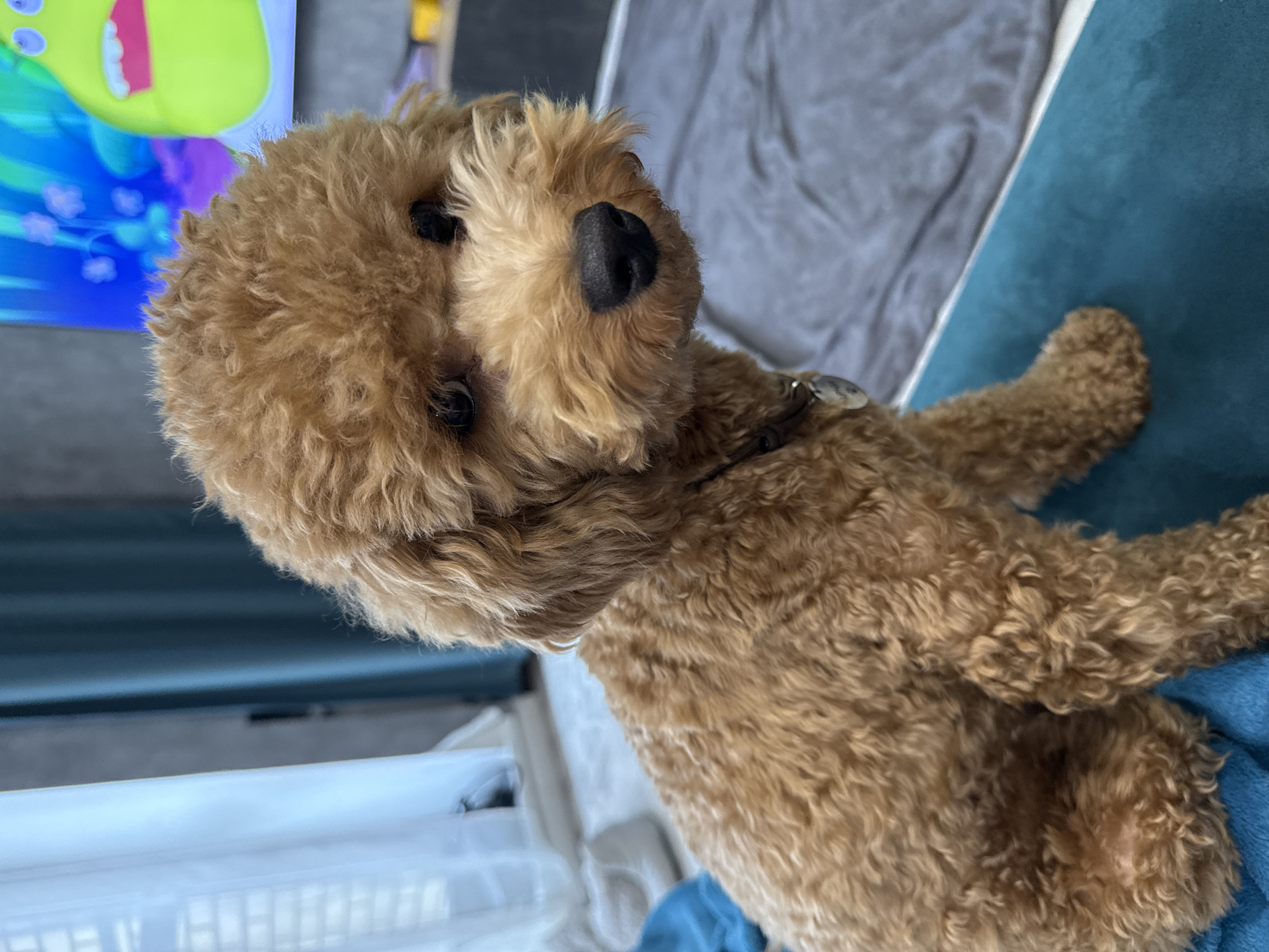 Golden-brown dog spotted sitting on blue surface in Novosibirsk