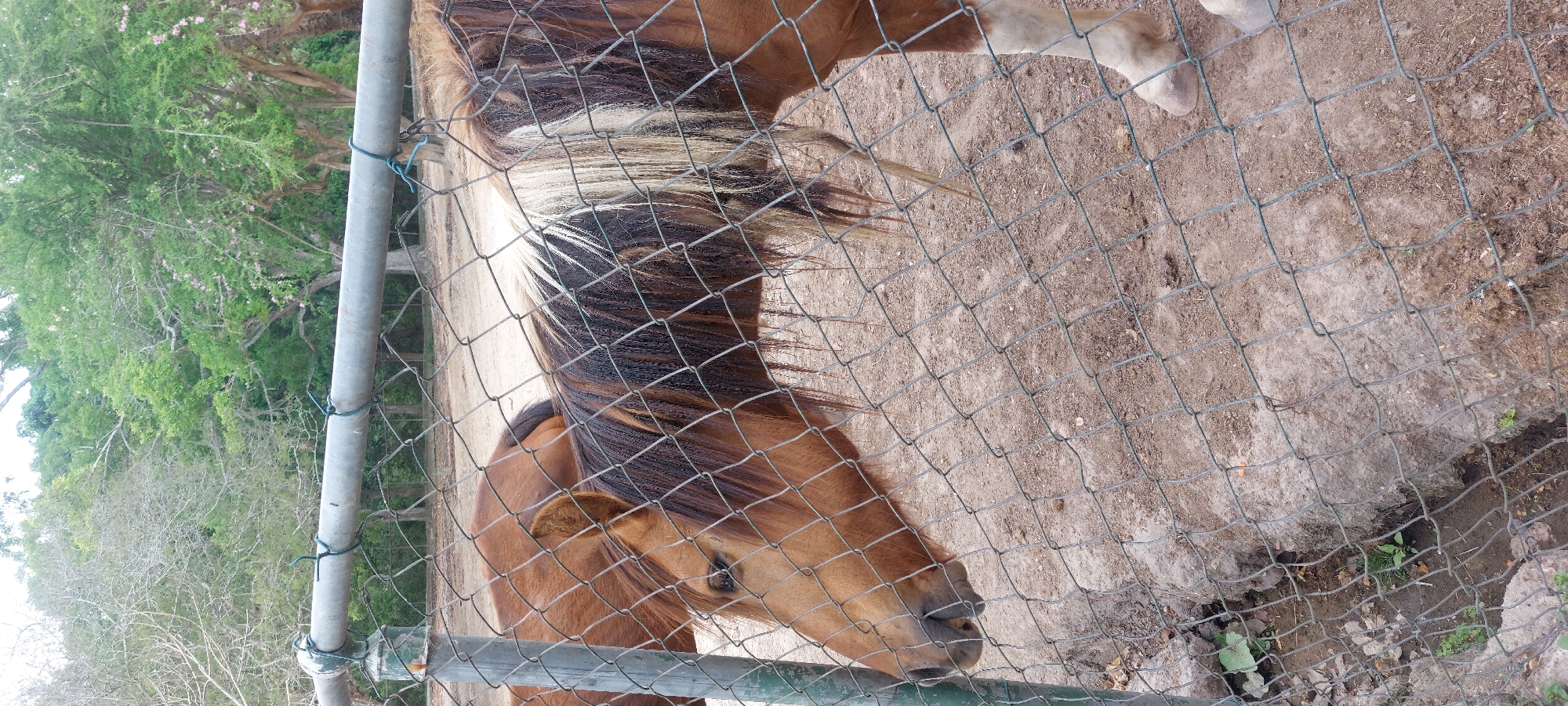 Visitor documents animals during afternoon zoo visit in Caracas