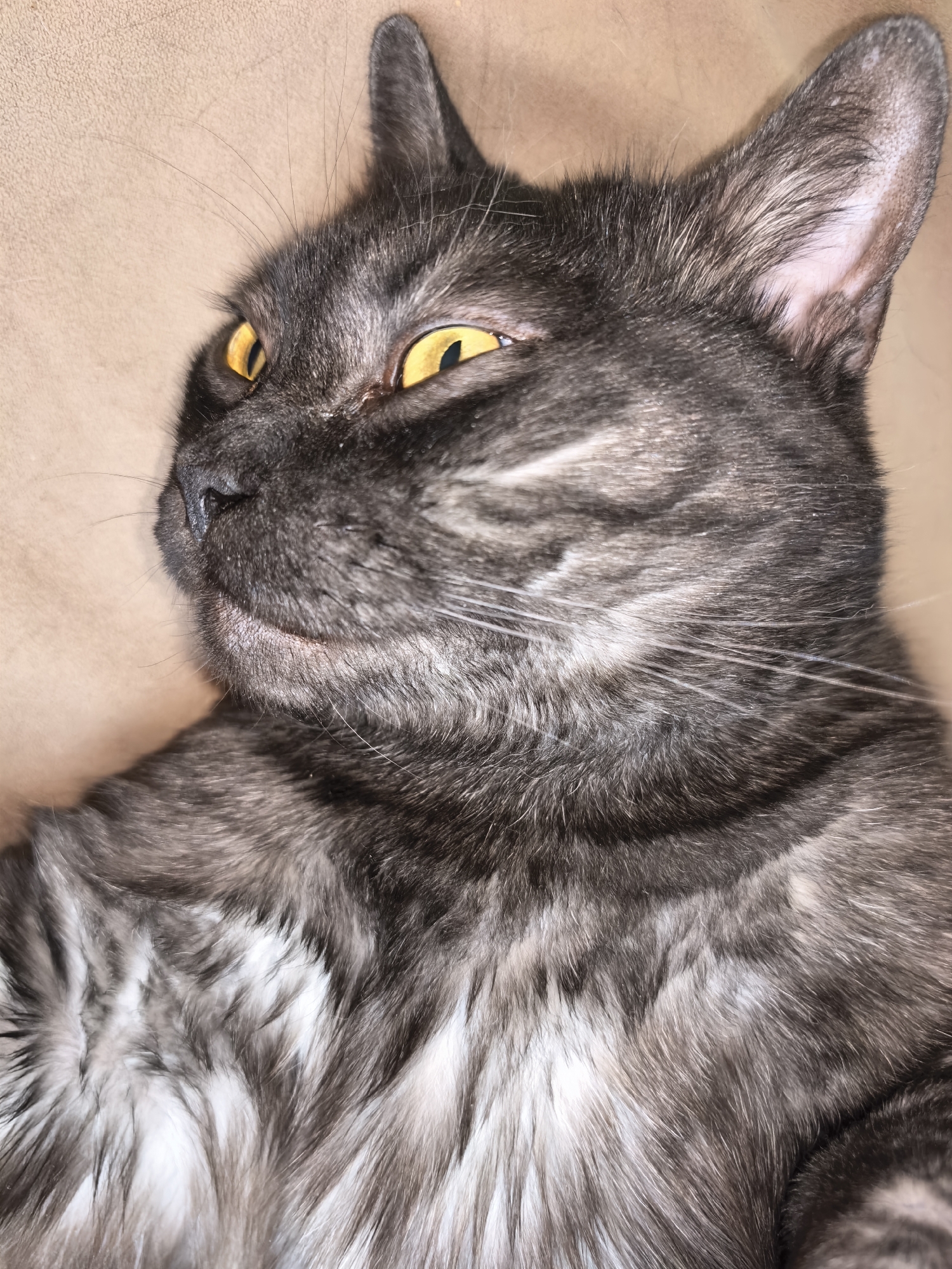 Domestic cats photographed in quiet moments in Yekaterinburg