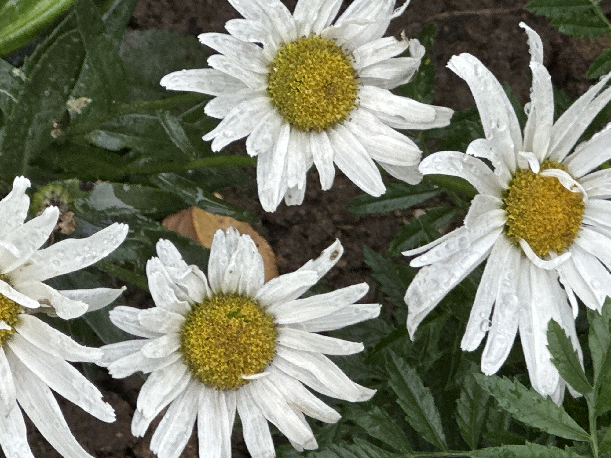 Rain-soaked garden flowers, close up in Podolsk