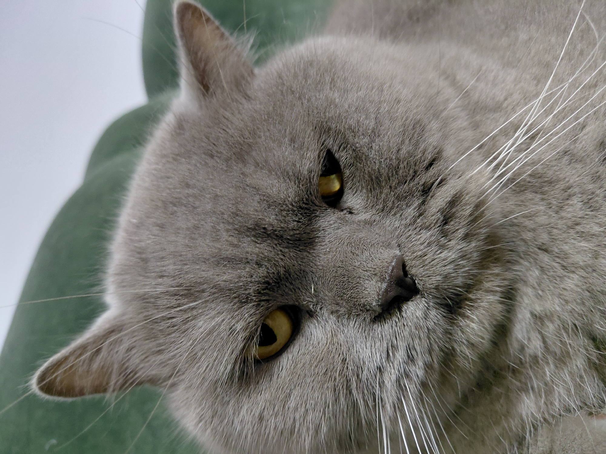 Grey British Shorthair cat lounging on a green sofa in Ukraine