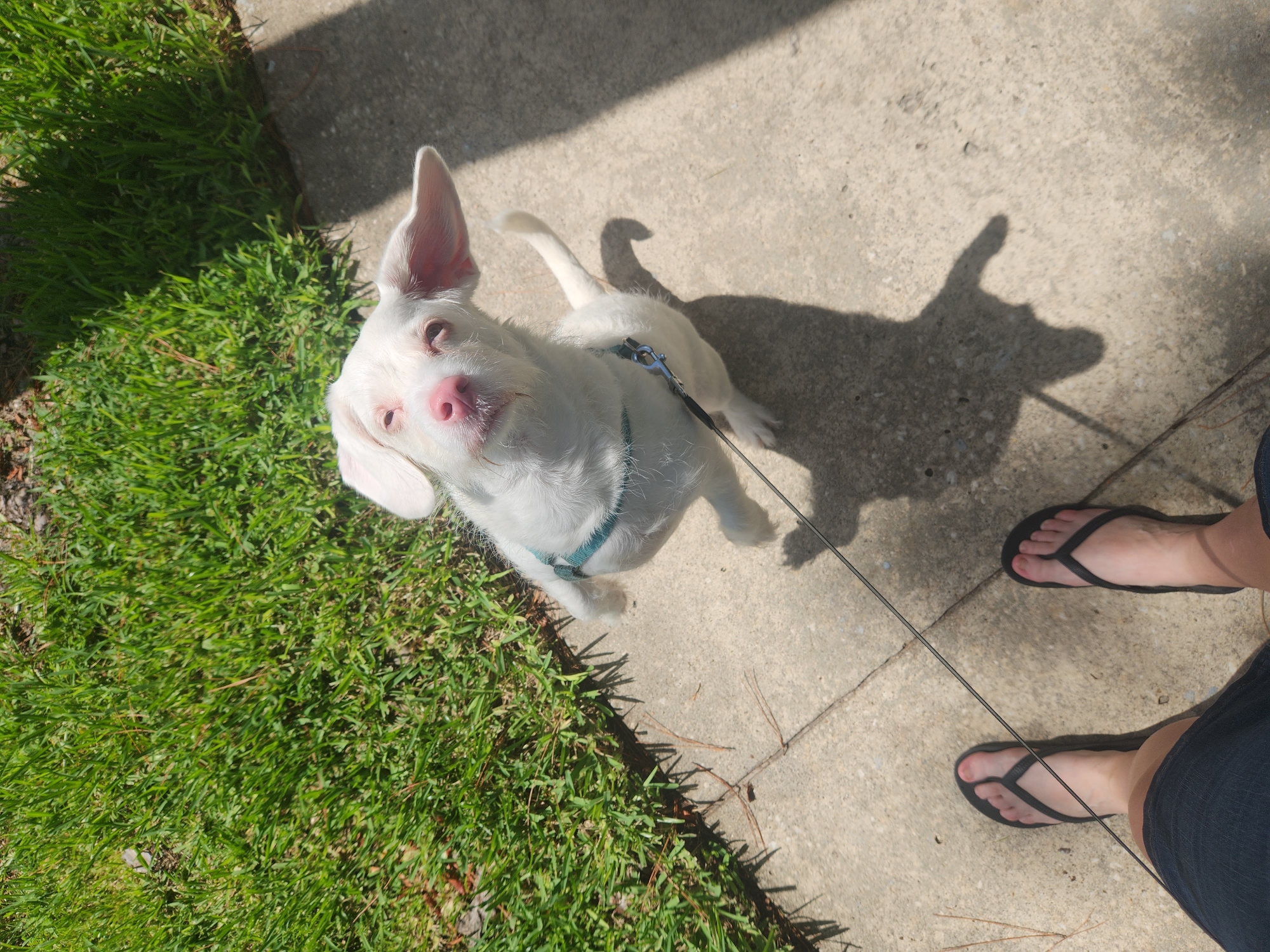 Albino dog on a midday walk through Altamonte Springs