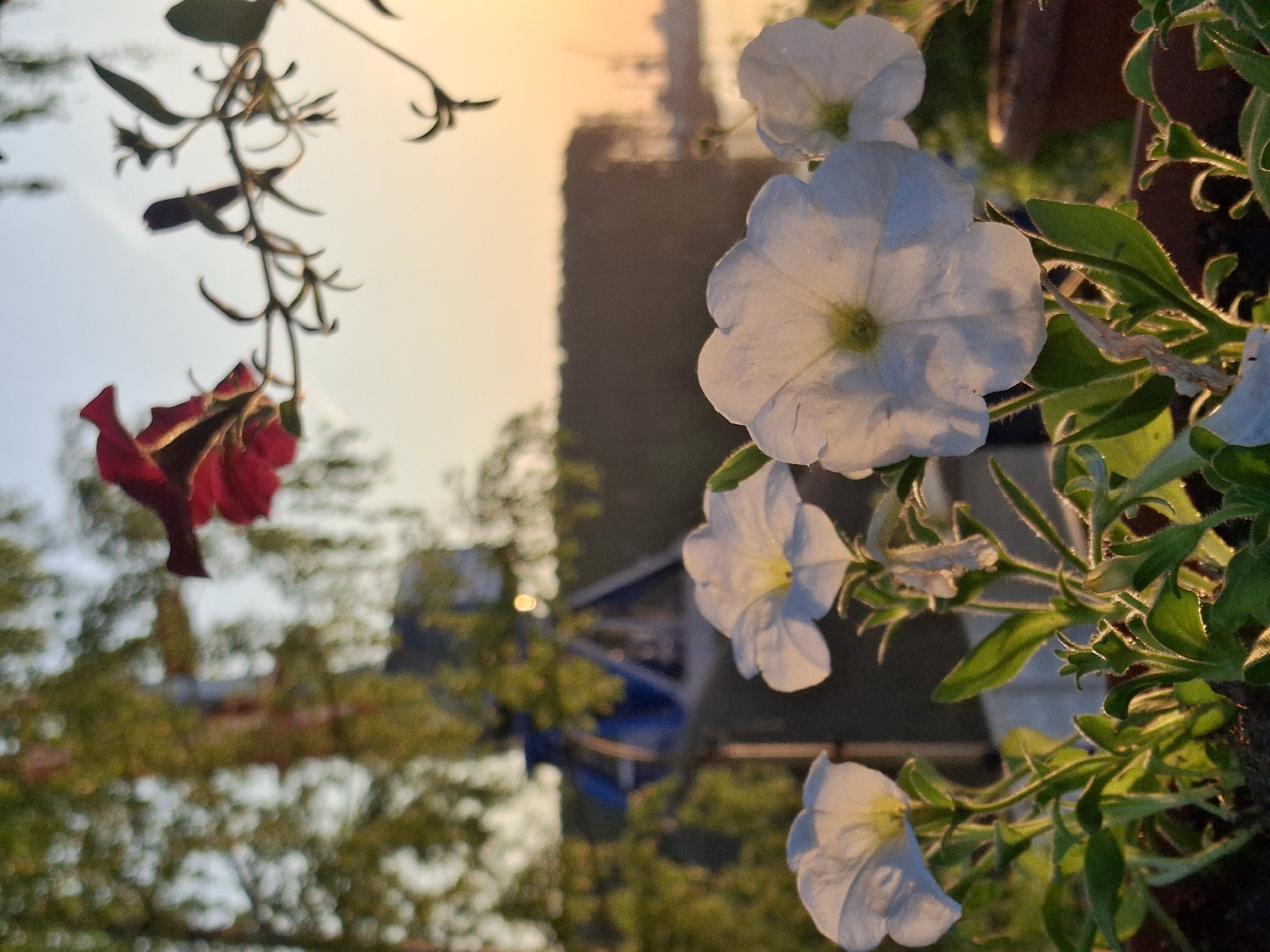 Quiet family moments and sunset scenes captured in Chaikovsky